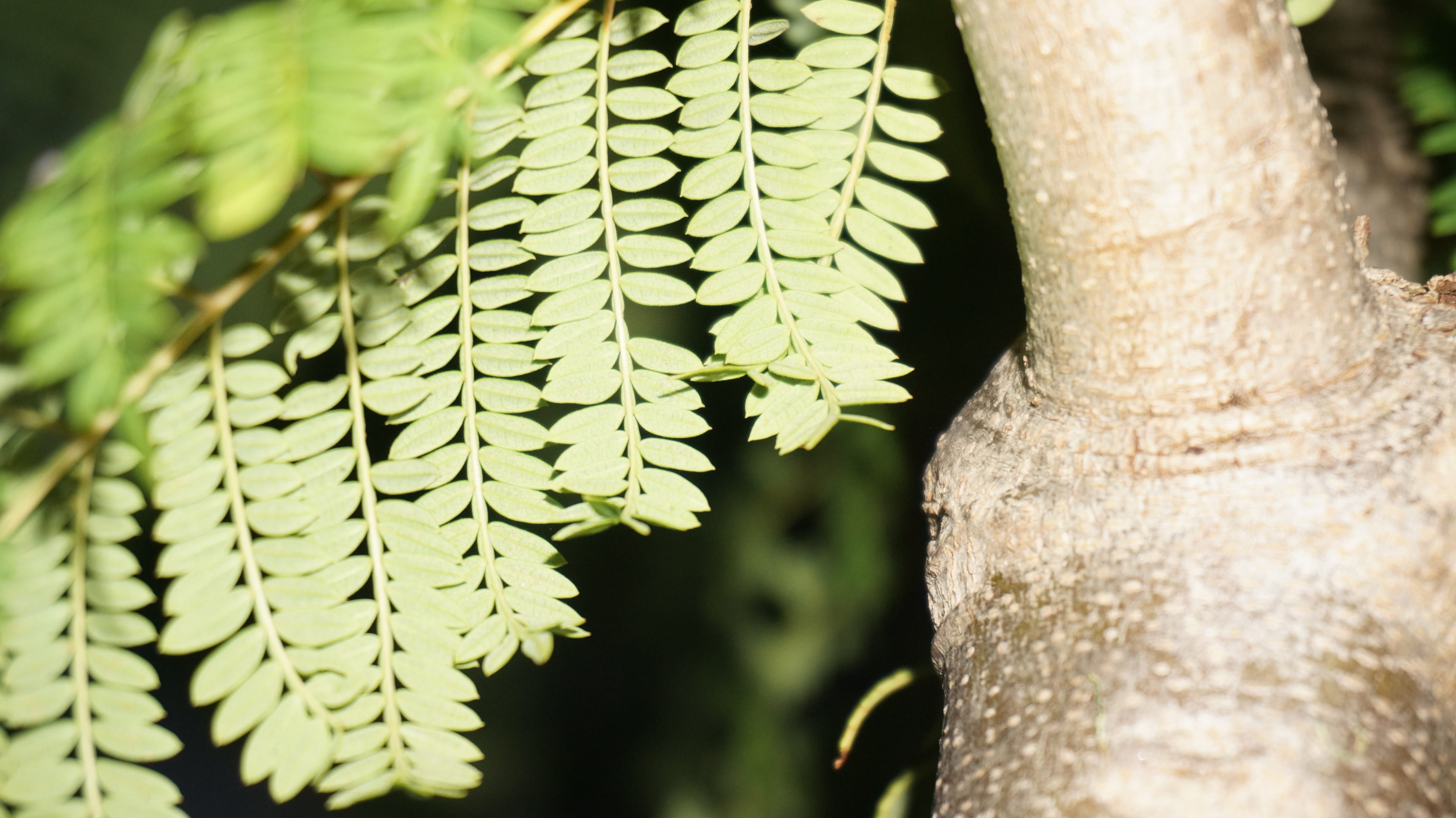 leaves, no people, colorful, medicine, diet, light, ecology, face, close-up, texture, wood, vitamin, summer, day, nature, herbal, sunlight, green, plant part, HD Wallpaper