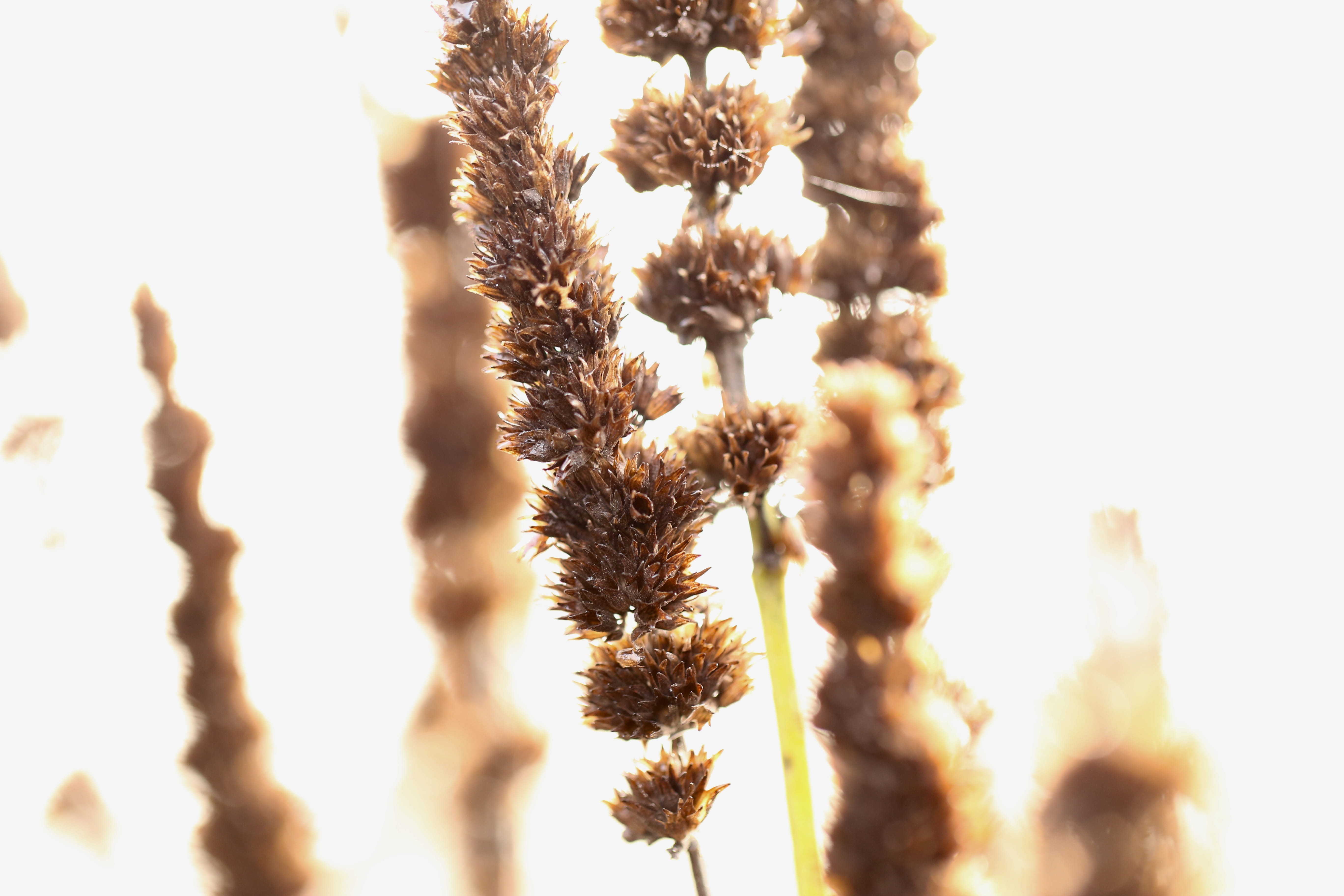brown, selective focus, focus on foreground, close-up, low angle view, 5K, blossom, lawn, reed, sky, tree, vulnerability, food, grass, amaranthaceae, sunlight, HD Wallpaper