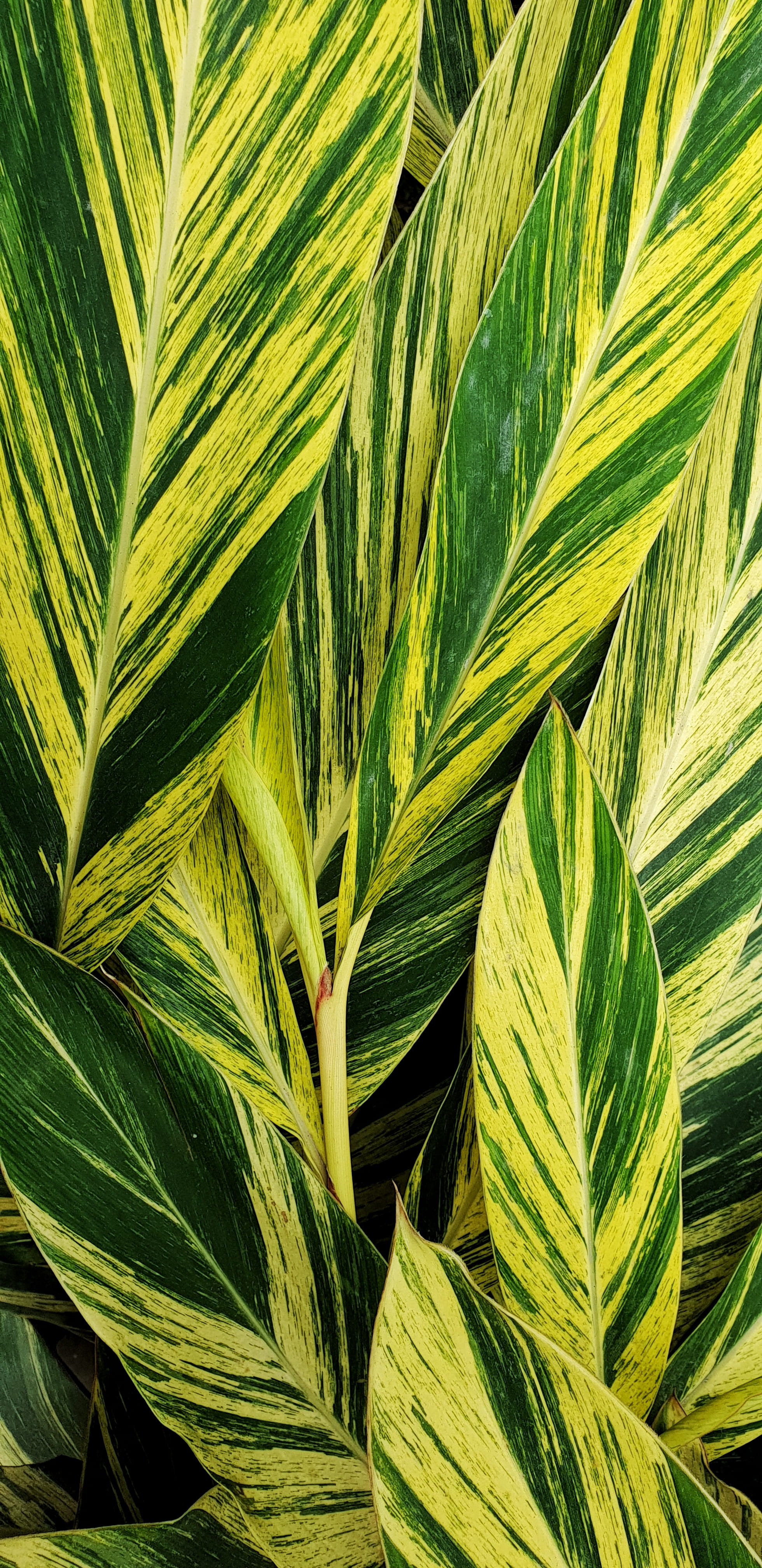 no people, outdoors, 4K, bud, freshness, growth, nature, china, flax, veins, flower, agriculture, plant part, guangzhou shi, wall, grass, agavaceae, backgrounds, Phone HD Wallpaper