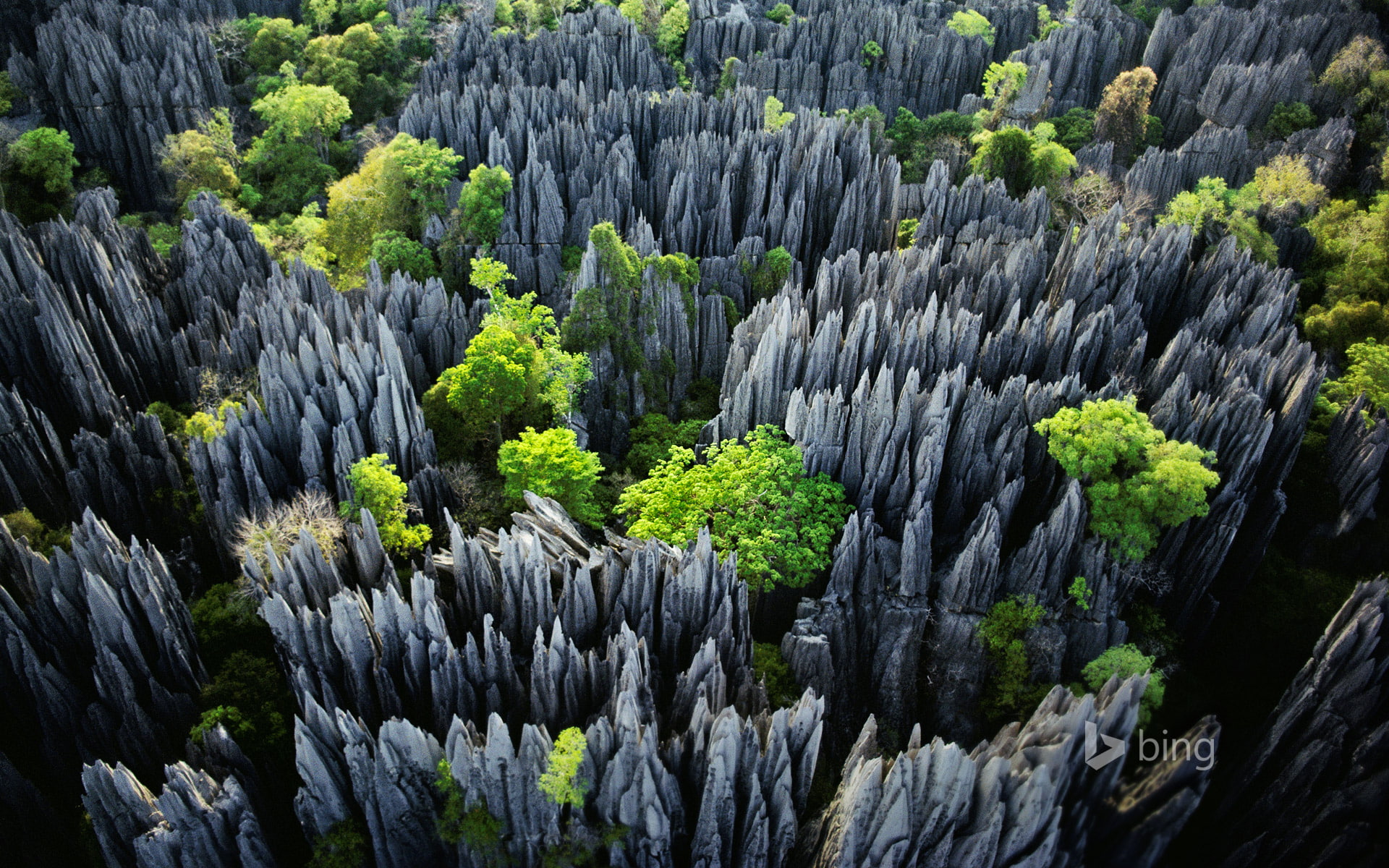 1080P, trees, Tsingy de Bemaraha National Park, rocks, Madagascar, HD Wallpaper