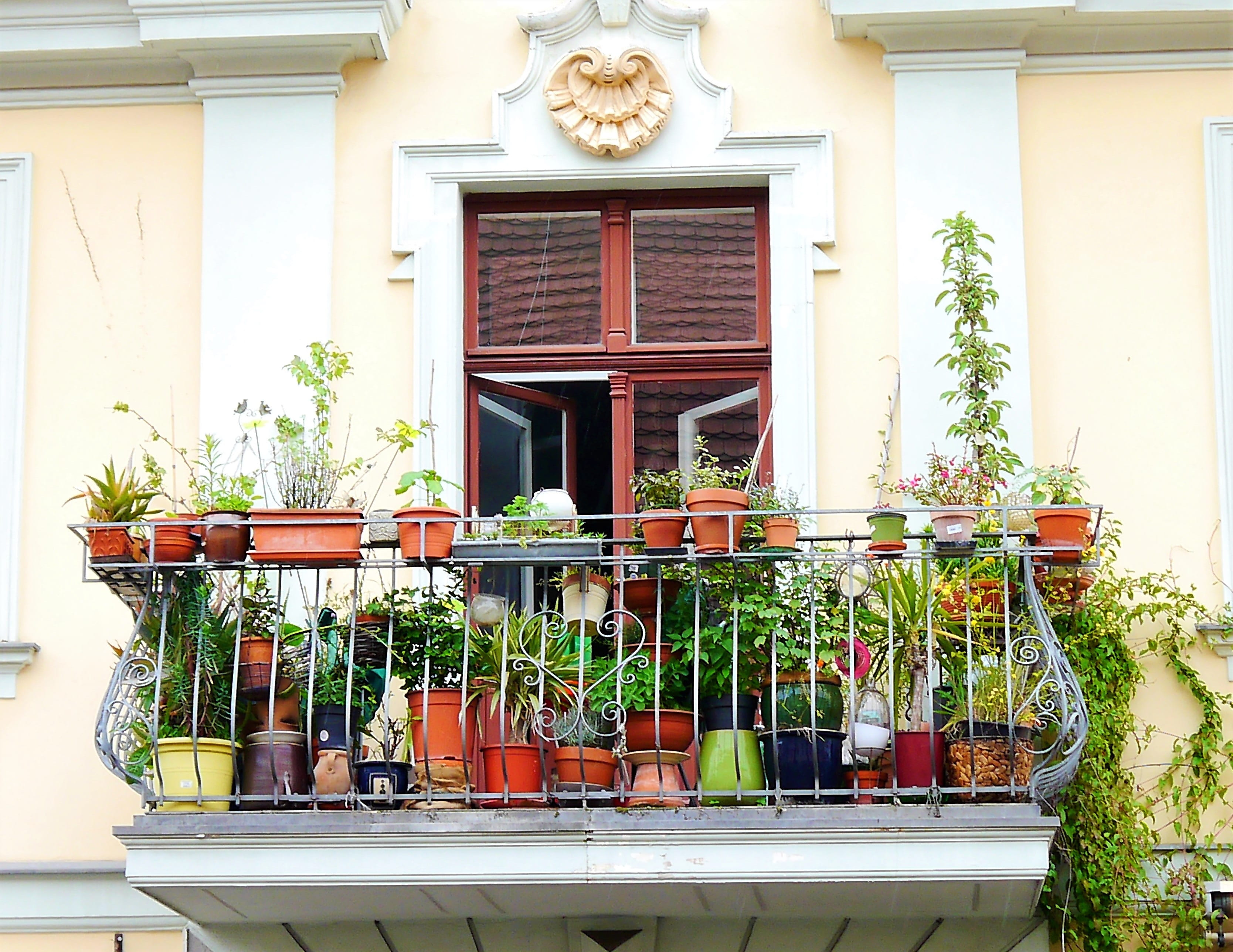 day, Facade, no People, old, plant, houseplant, potted plant, flower, green color, Home, growth, neat, building, indoors, nature, Balcony, house, beauty in nature, HD Wallpaper