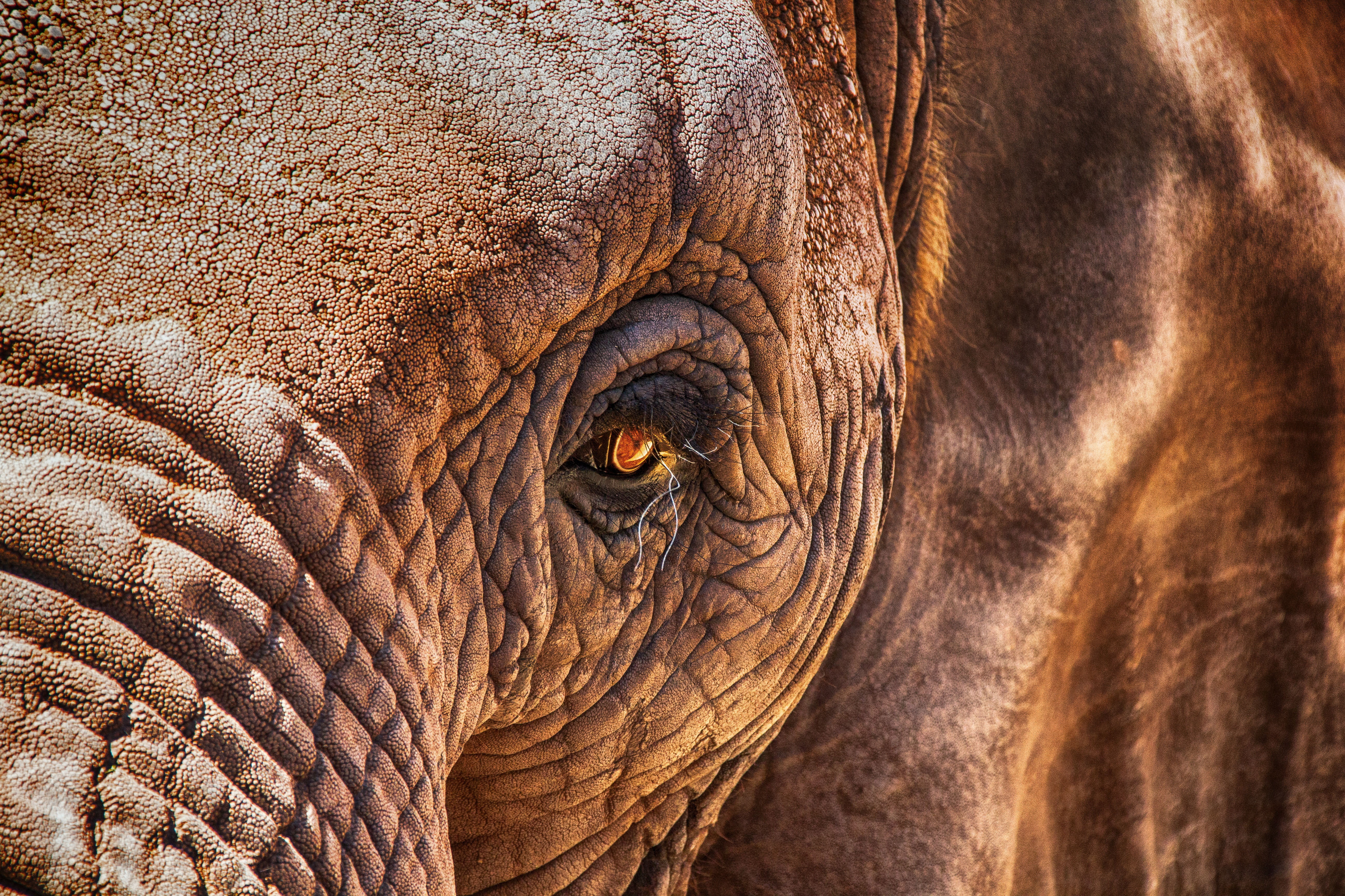 close-up, close, day, africa, vertebrate, animal body part, herbivorous, animal wildlife, animal head, skin, photography, animal, 5K, wrinkled, african elephant, HD Wallpaper