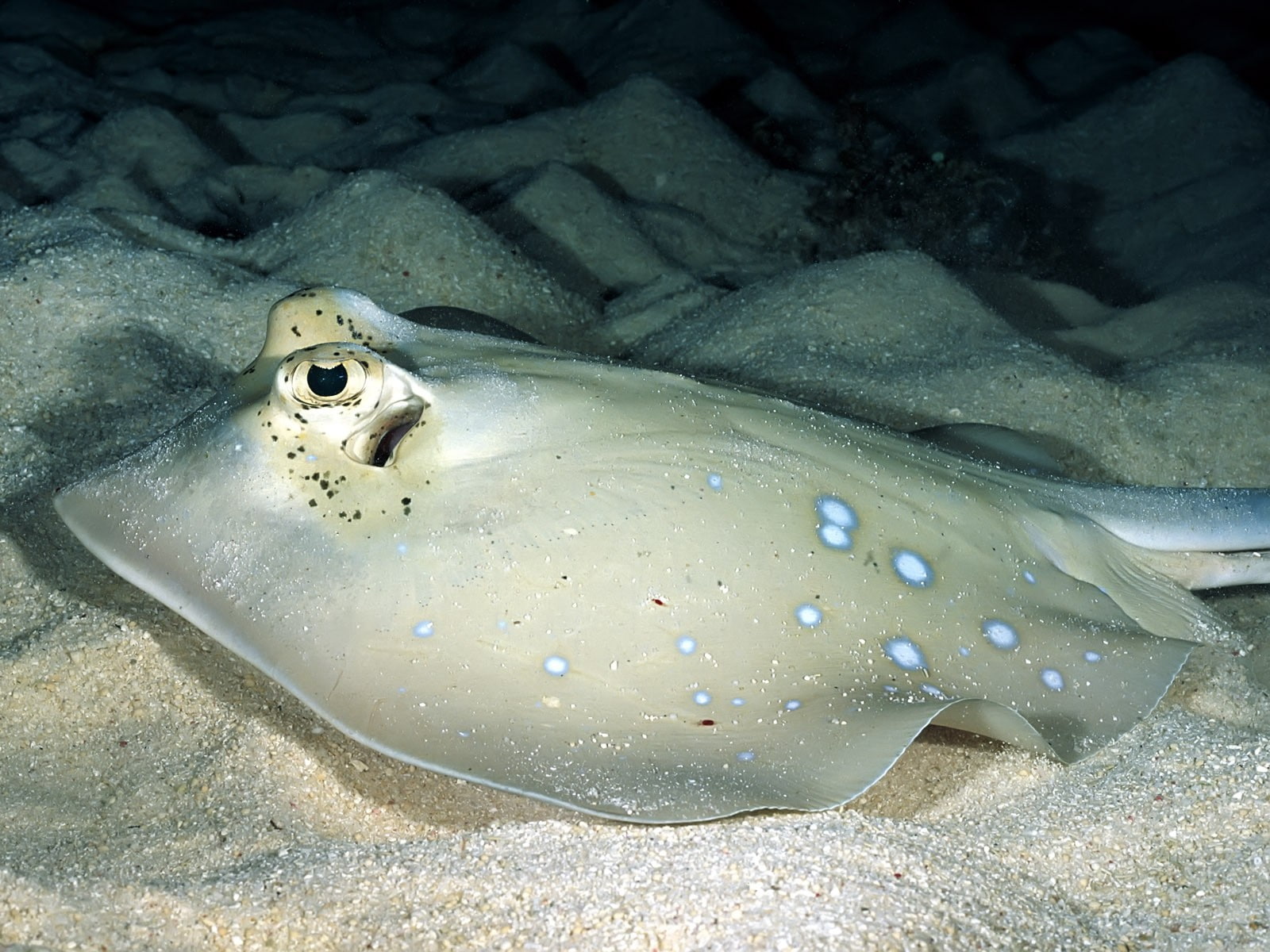 720P, animals, Stingray, underwater, sea, HD Wallpaper