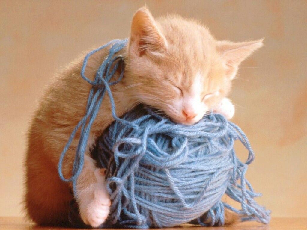 indoors, kittens, domestic animals, tabby, one animal, pets, domestic, art and craft, textile, small, 480P, cute, cat, animal head, sleeping, animal themes, HD Wallpaper