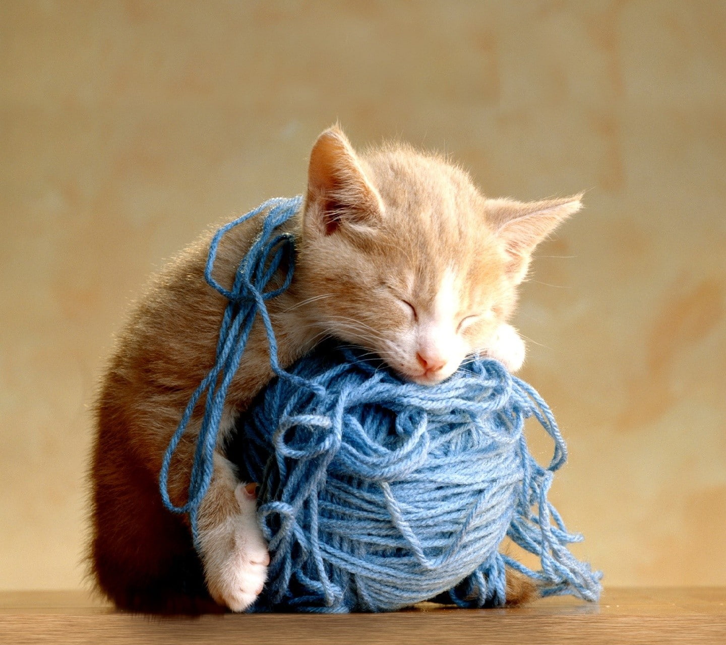 720P, animals, domestic animals, animal themes, small, cat, mammal, animal head, wool, domestic, domestic cat, young animal, textile, relaxation, ball of wool, HD Wallpaper