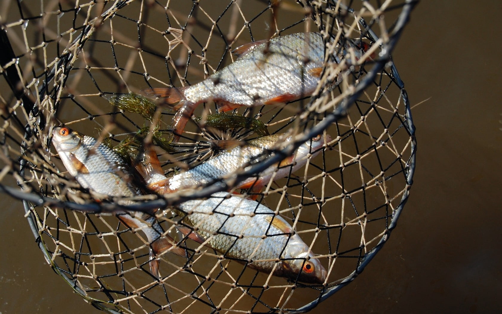 day, animals in captivity, animals in the wild, cart, fishing Industry, fishnet, cage, vertebrate, catch of Fish, net - Sports Equipment, animal, fishes, HD Wallpaper