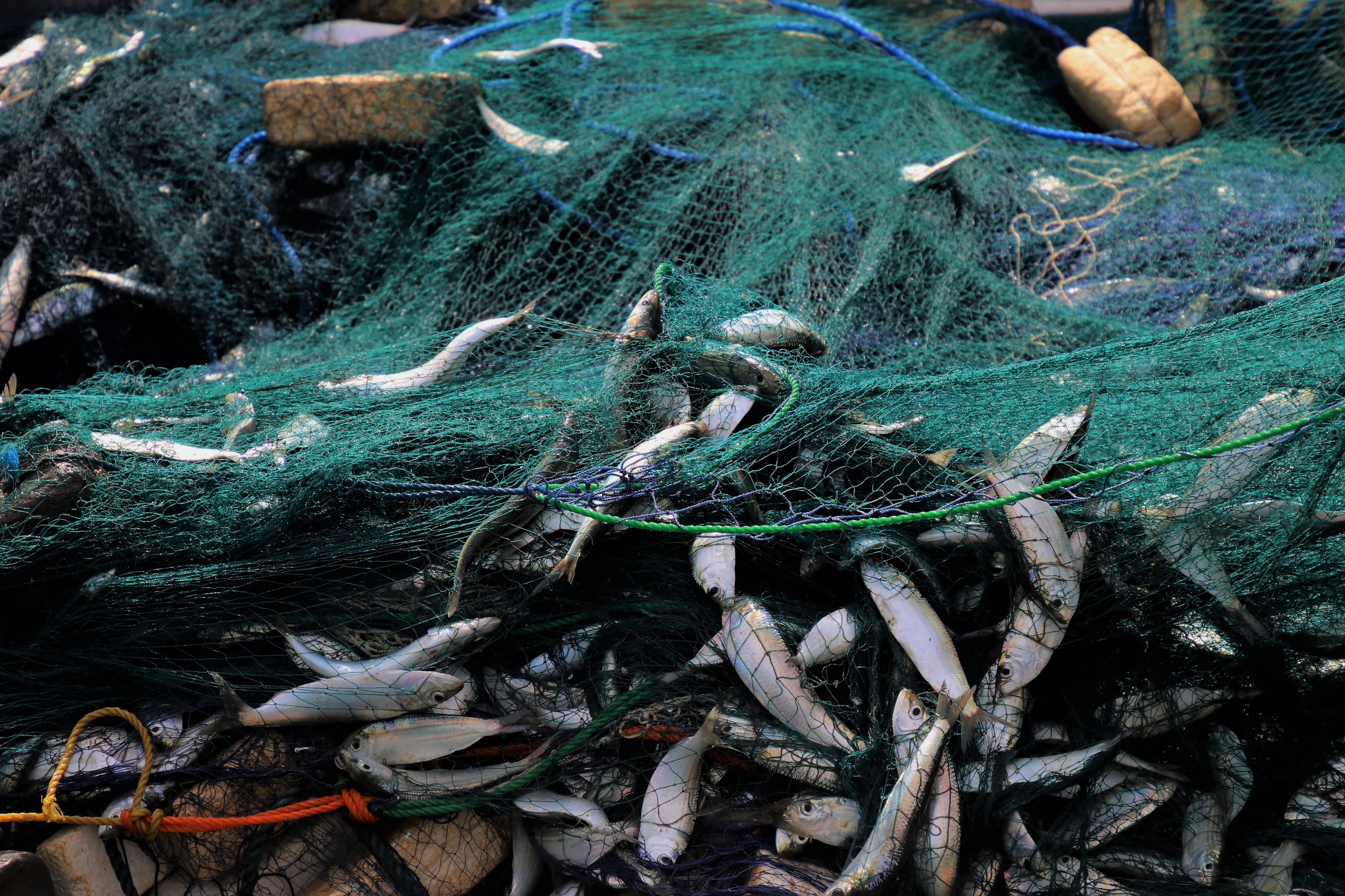activity, day, equipment, water, no one, rod, pattern, food, the environment, the structure of the, rope, nature, high angle view, fish, animals, at the court of, HD Wallpaper