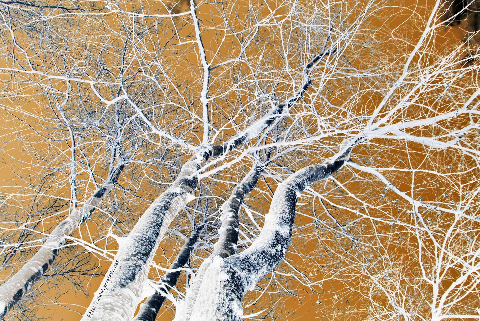 branch, forest, leafless, bare, barebranches, 3d and abstract, tree, ramispogli, 1080P, HD Wallpaper