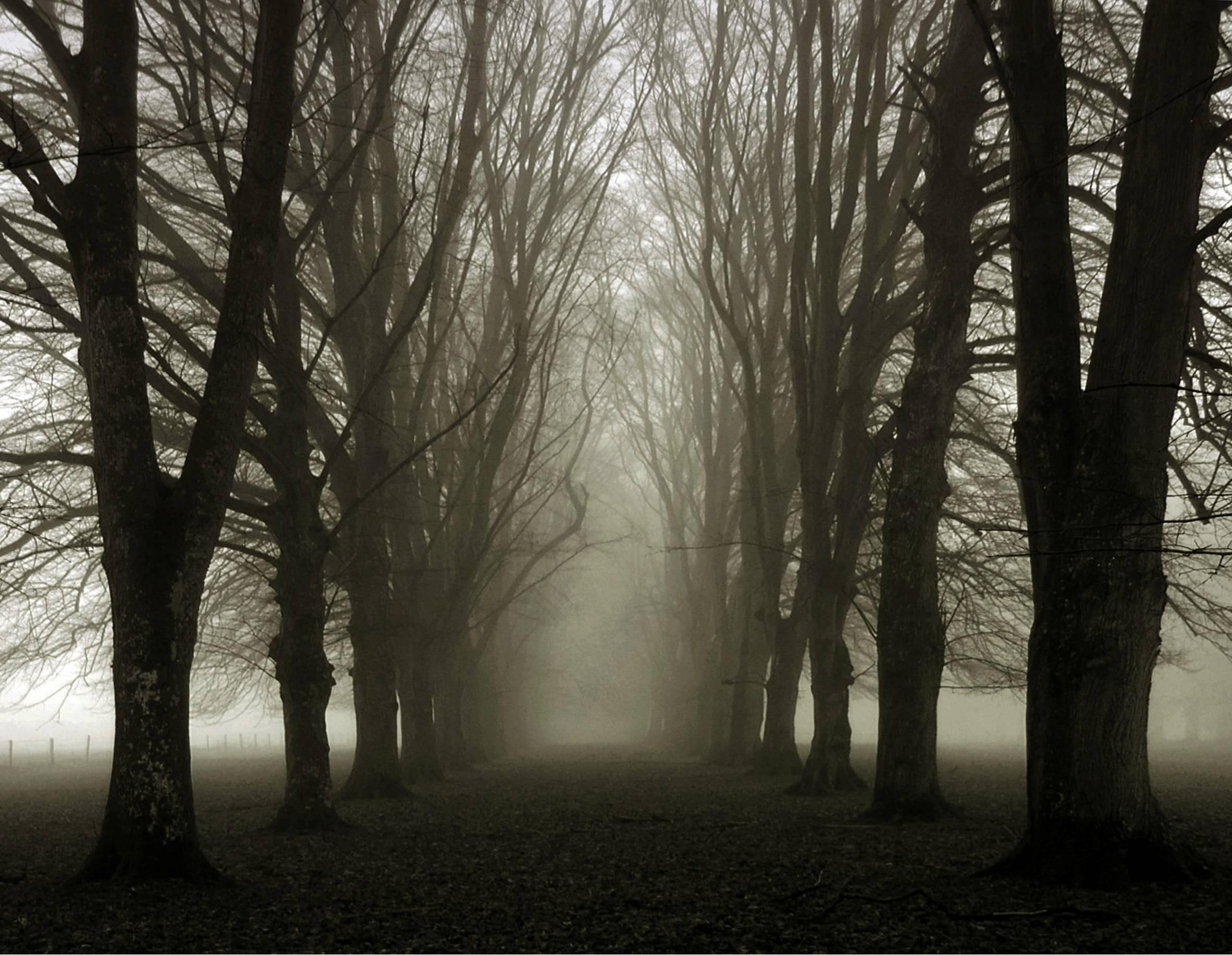 lane, tree, foggy, misty, 1080P, forest, trees, 3d and abstract, leafless, HD Wallpaper