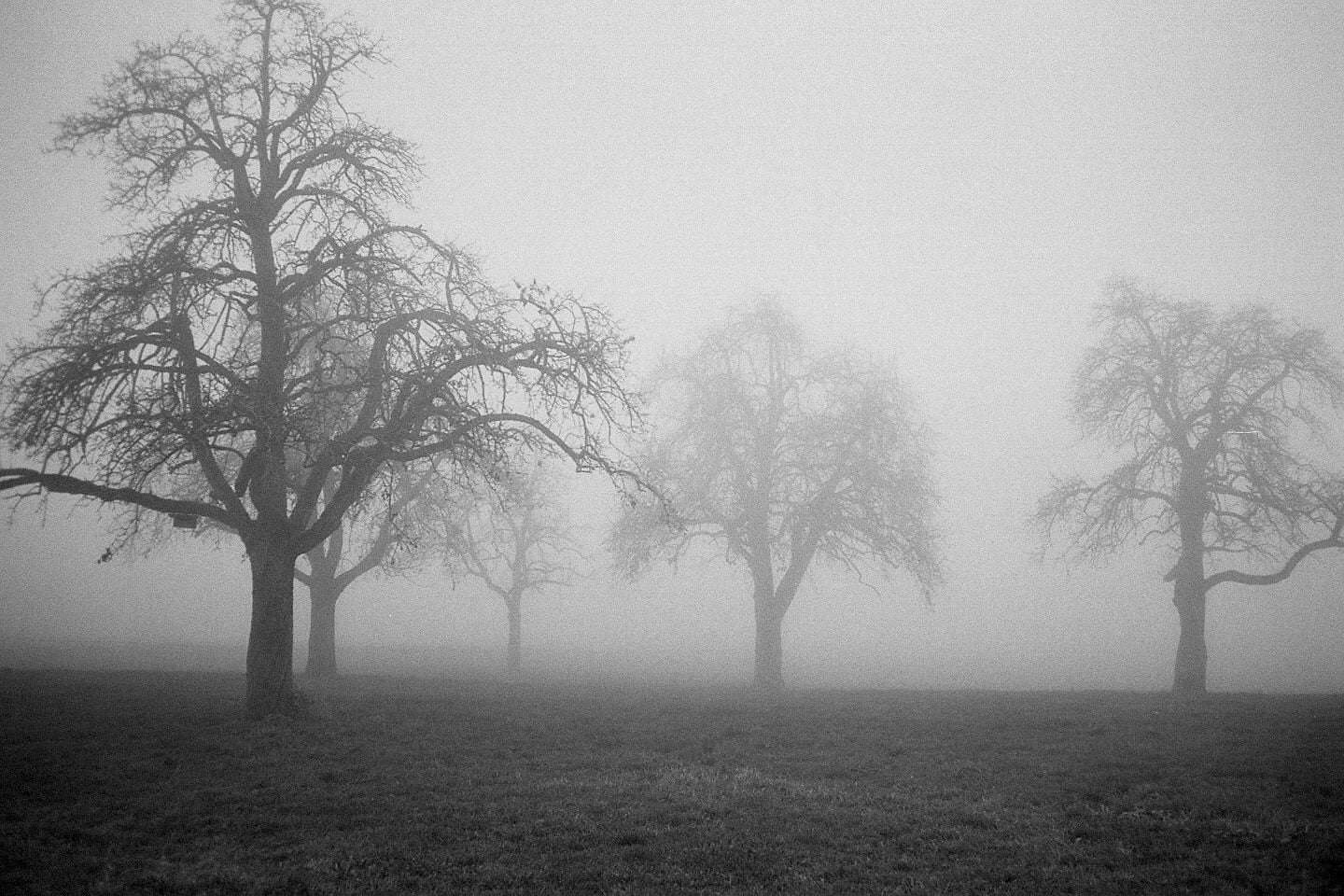 nature, City, forest, Switzerland, Zurich, Candid, Analogue, Hütten, landscape, Black  White, Film, Contax, Scout, Analog, photography, tree, mist, Explore, HD Wallpaper
