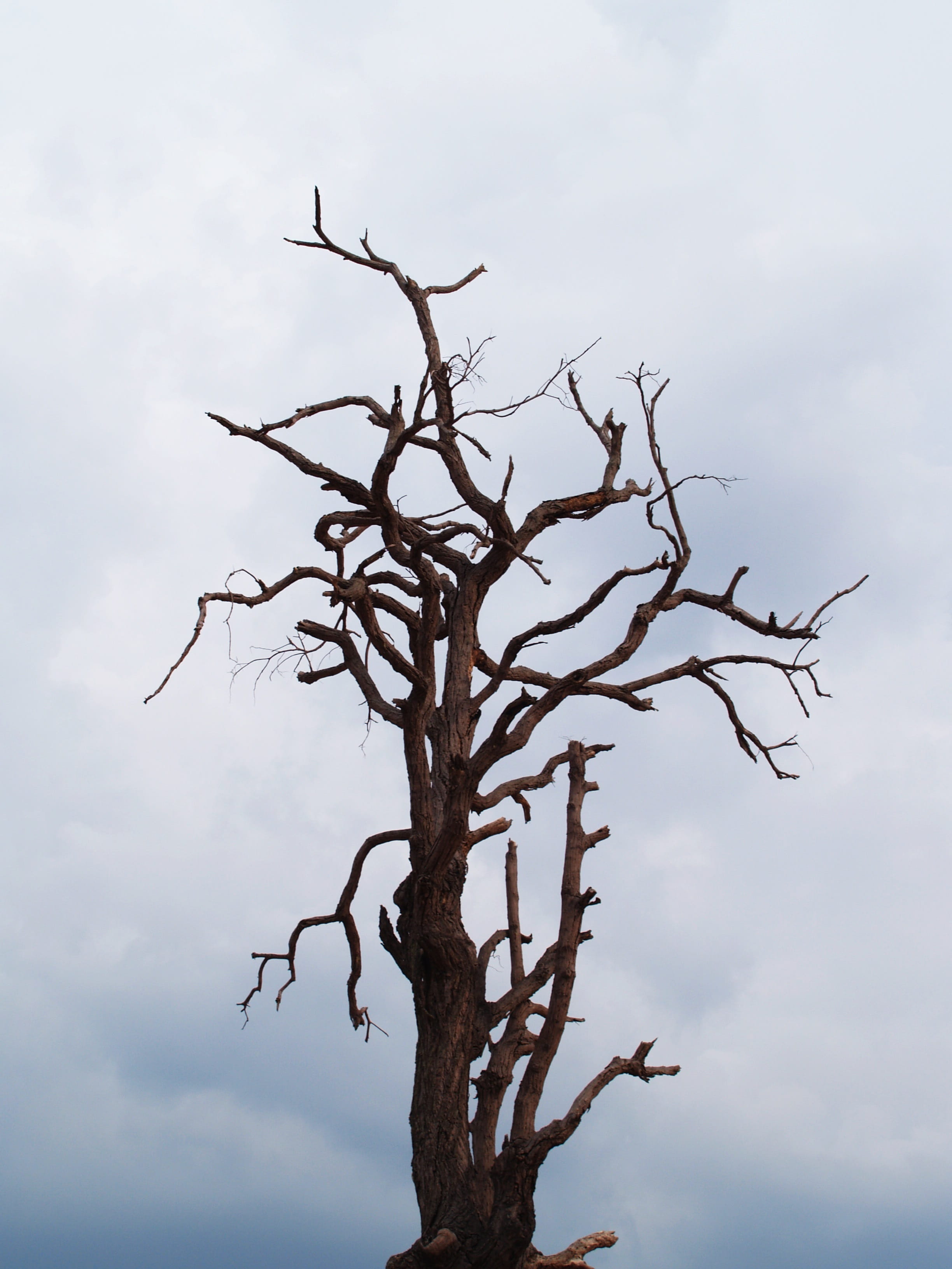 barkless, beauty in nature, tall, white, single, isolated, tree trunk, forest, leafless, sky, ecology, cloud - sky, big, day, environment, Old, growth, Phone HD Wallpaper