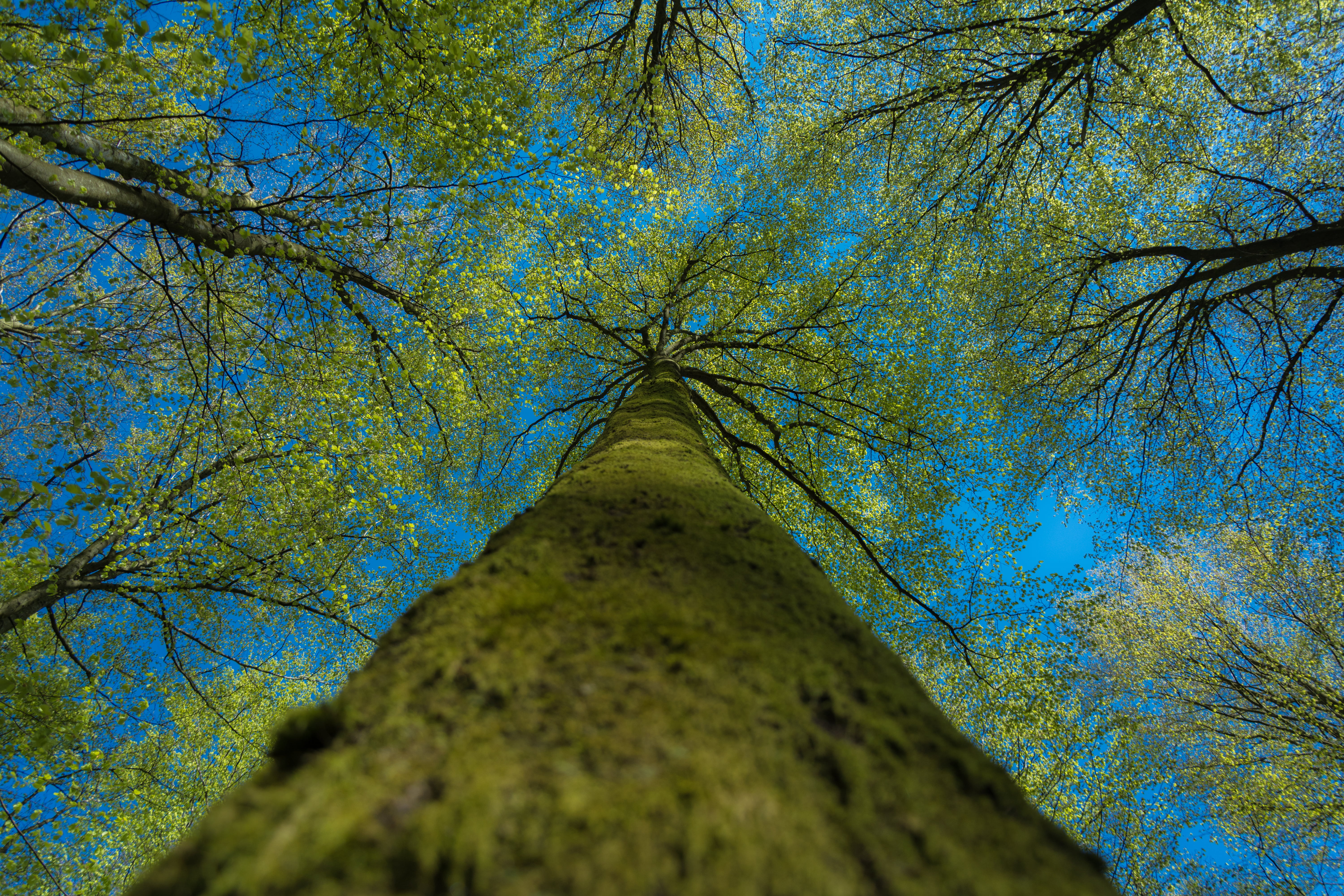 leafed, leaves, bare tree, day, forest, outdoors, view, no people, trees, plant, growth, tree canopy, tranquility, blue, tree trunk, eye, sky, bark, twigs, HD Wallpaper