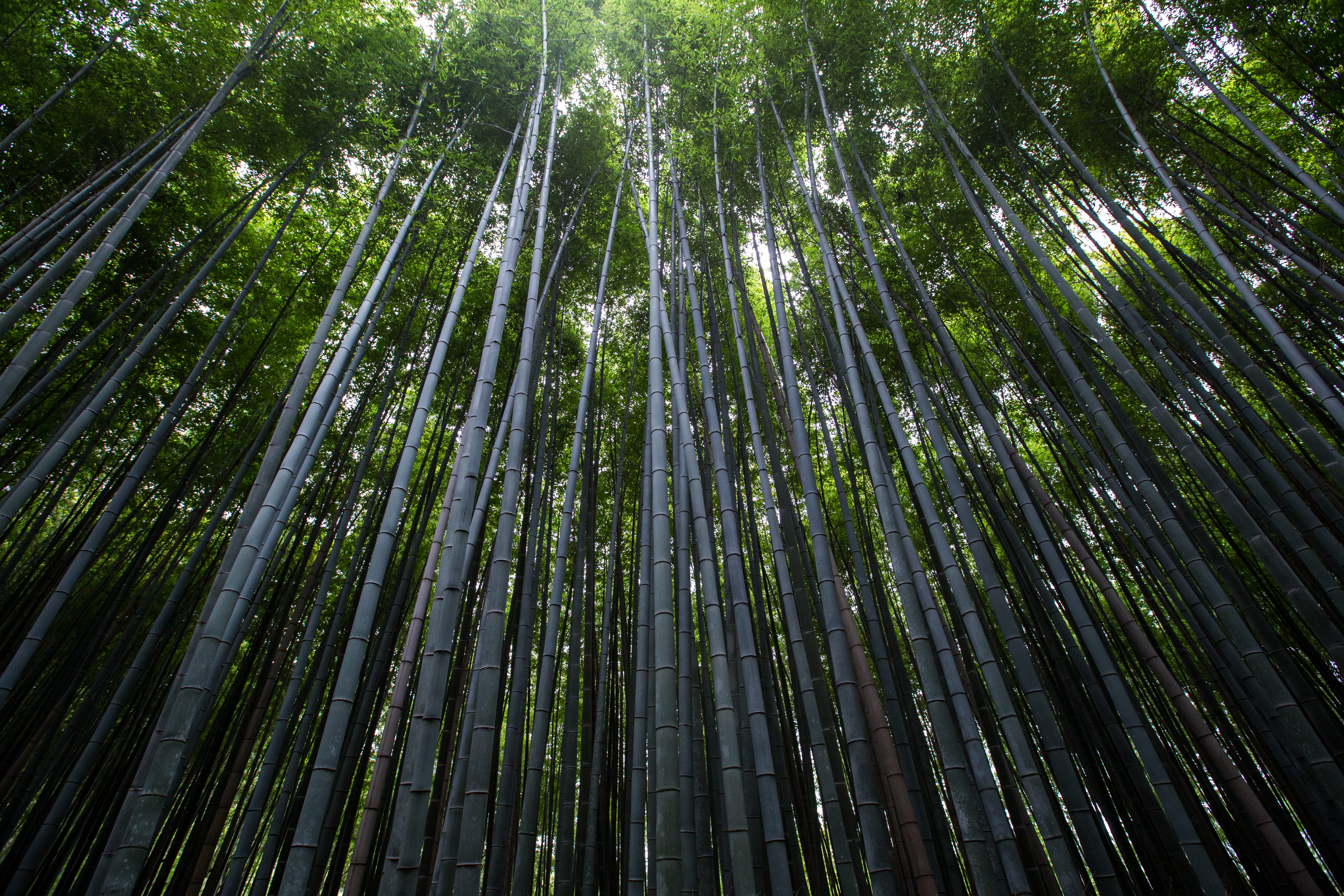 eye, land, twilit, view, nosun, tree, no people, bamboo, 5K, wood, green, trees, outdoors, low angle view, nature, bamboo grove, green color, tall tree, HD Wallpaper