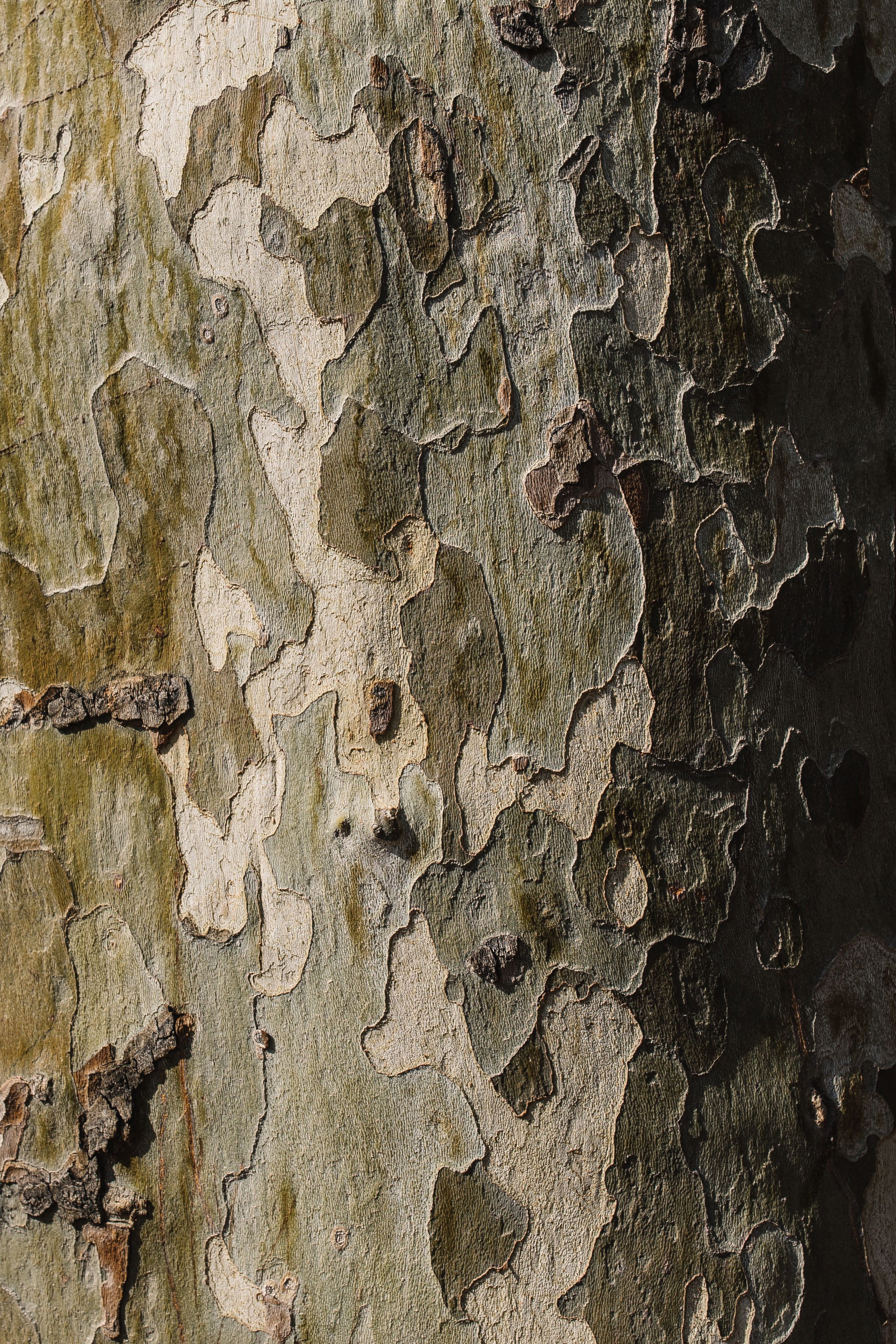 trunk, outdoors, solid, peeled, 2K, deterioration, textured, tree trunk, day, weathered, material, full frame, pattern, textured effect, brown, close-up, Phone HD Wallpaper