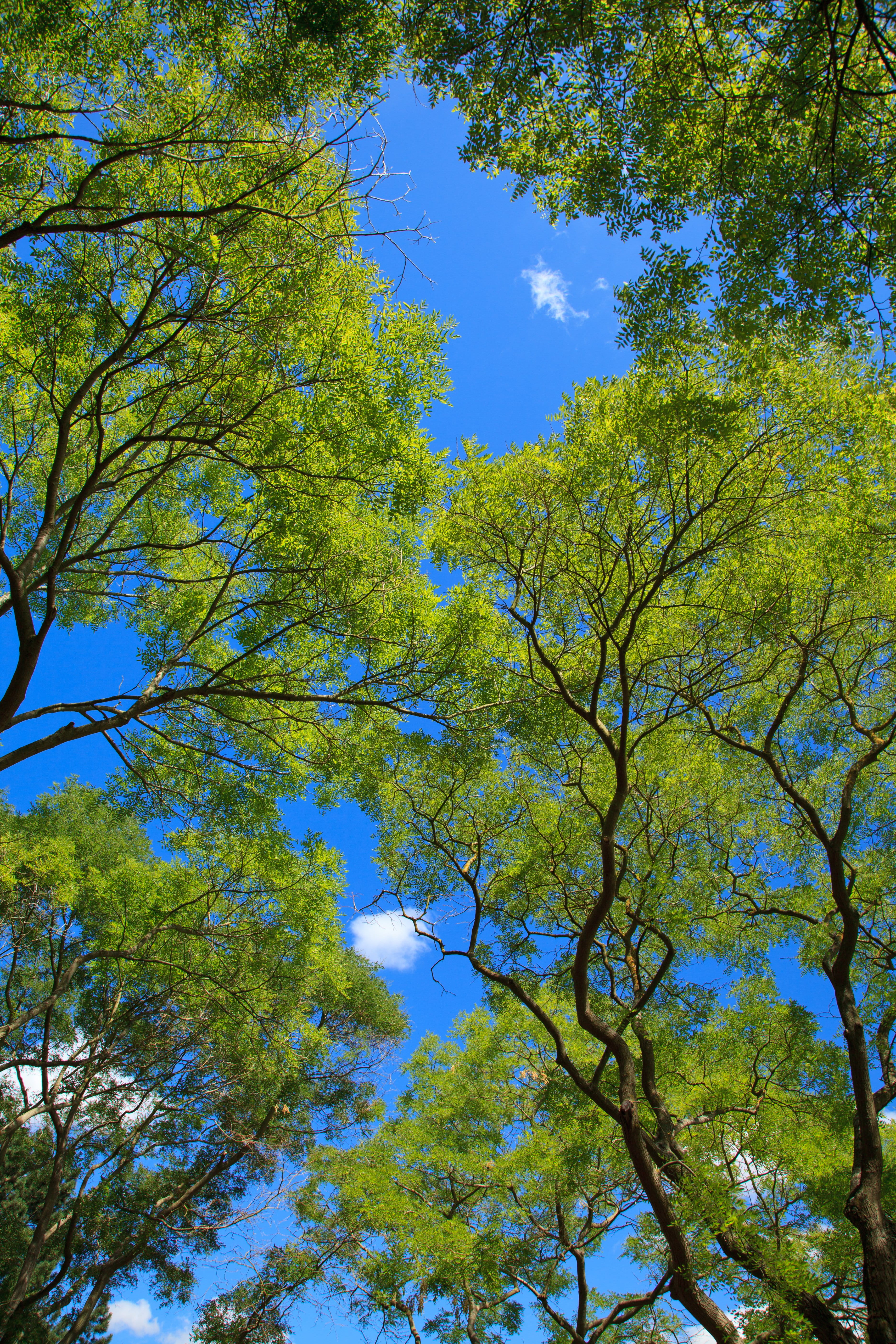tree canopy, Background, leaf, growth, photo, trunk, wood, angle, green, low angle view, tranquility, directly below, beauty in nature, environment, Branch, Phone HD Wallpaper