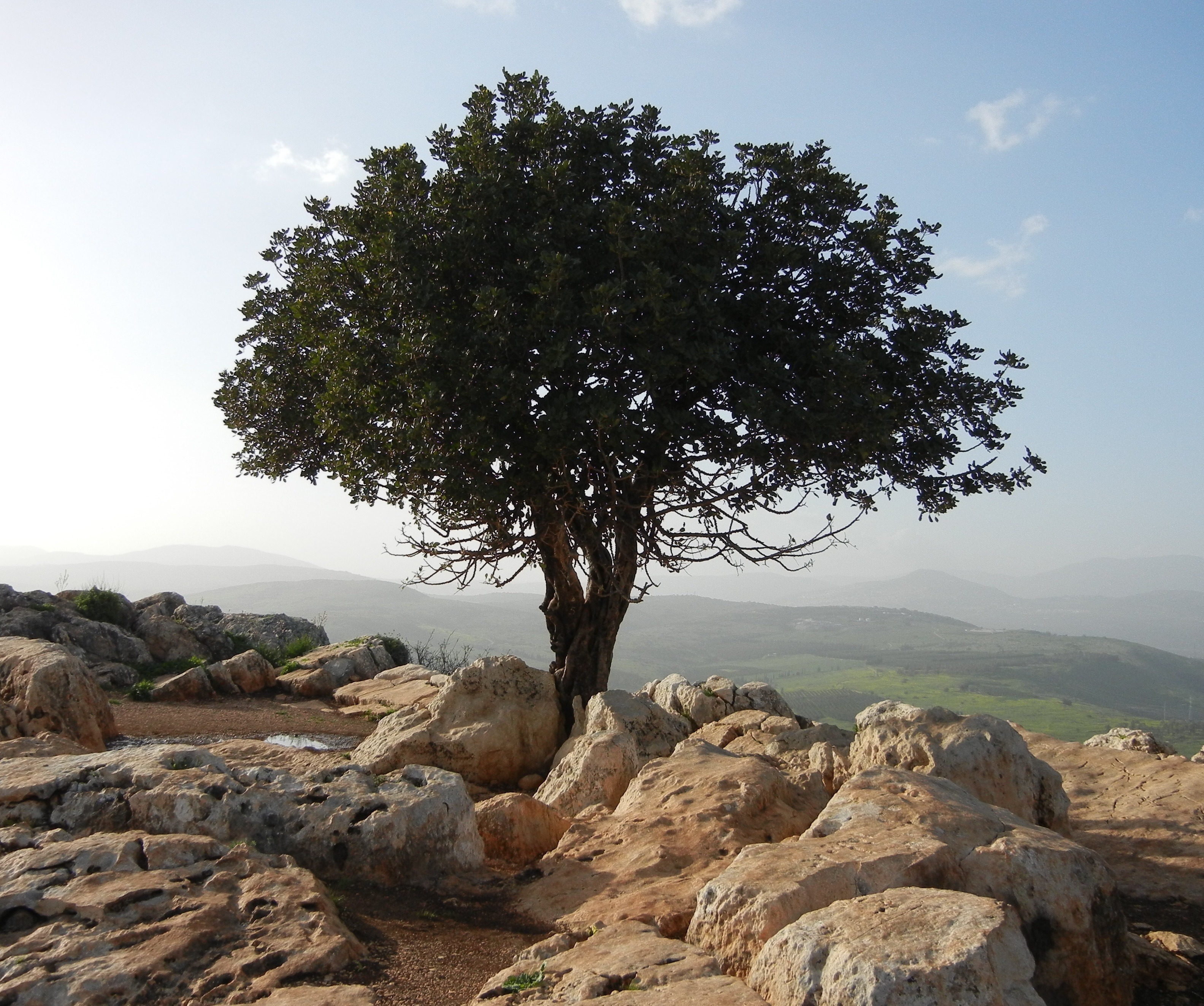 day, brown, sunlight, beauty in nature, tranquility, plants, lonely, tree, rocks, stones, no people, blue, single, scenics - nature, landscape, bright, HD Wallpaper