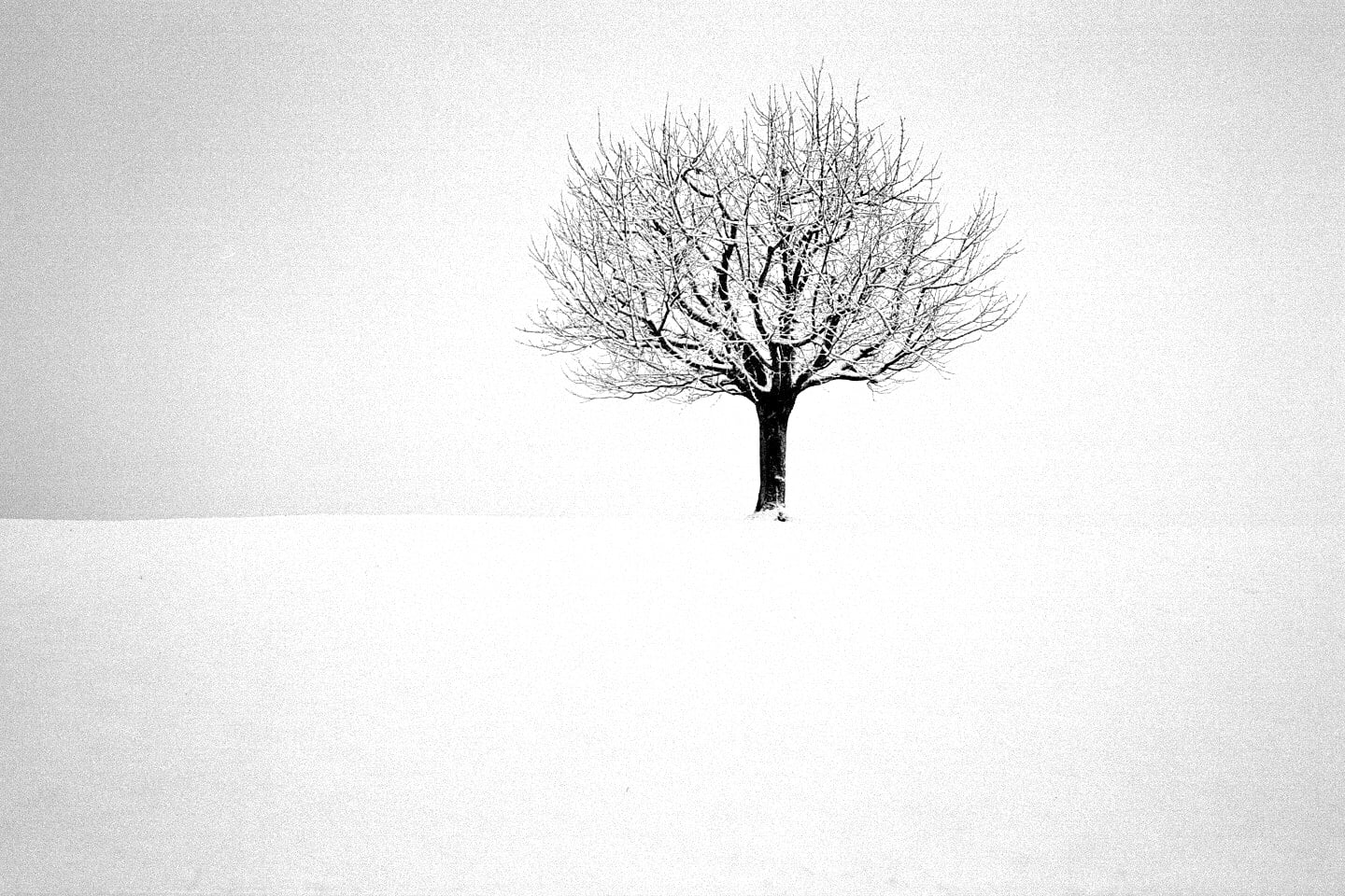 bare Tree, tree, nature, black, branch, sky, snow, Hütten, white, season, 720P, winter, Ilford, bw, painting, loneliness, HD Wallpaper