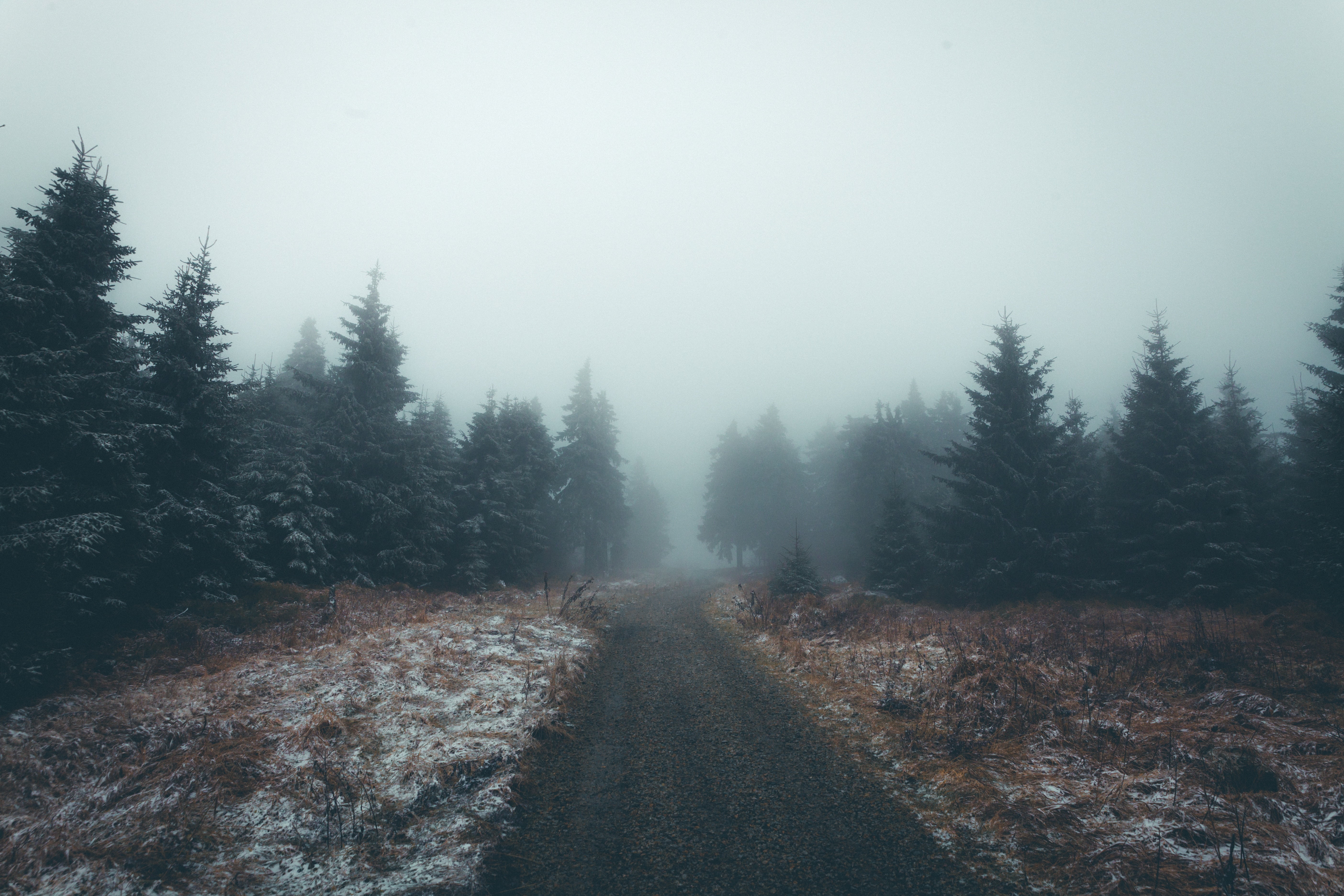 season, nature, winter, pine, tranquil scene, 5K, outdoor, landscape, land, road, mist, woodland, scenics, foggy, non-urban scene, scenics - nature, coniferous tree, HD Wallpaper