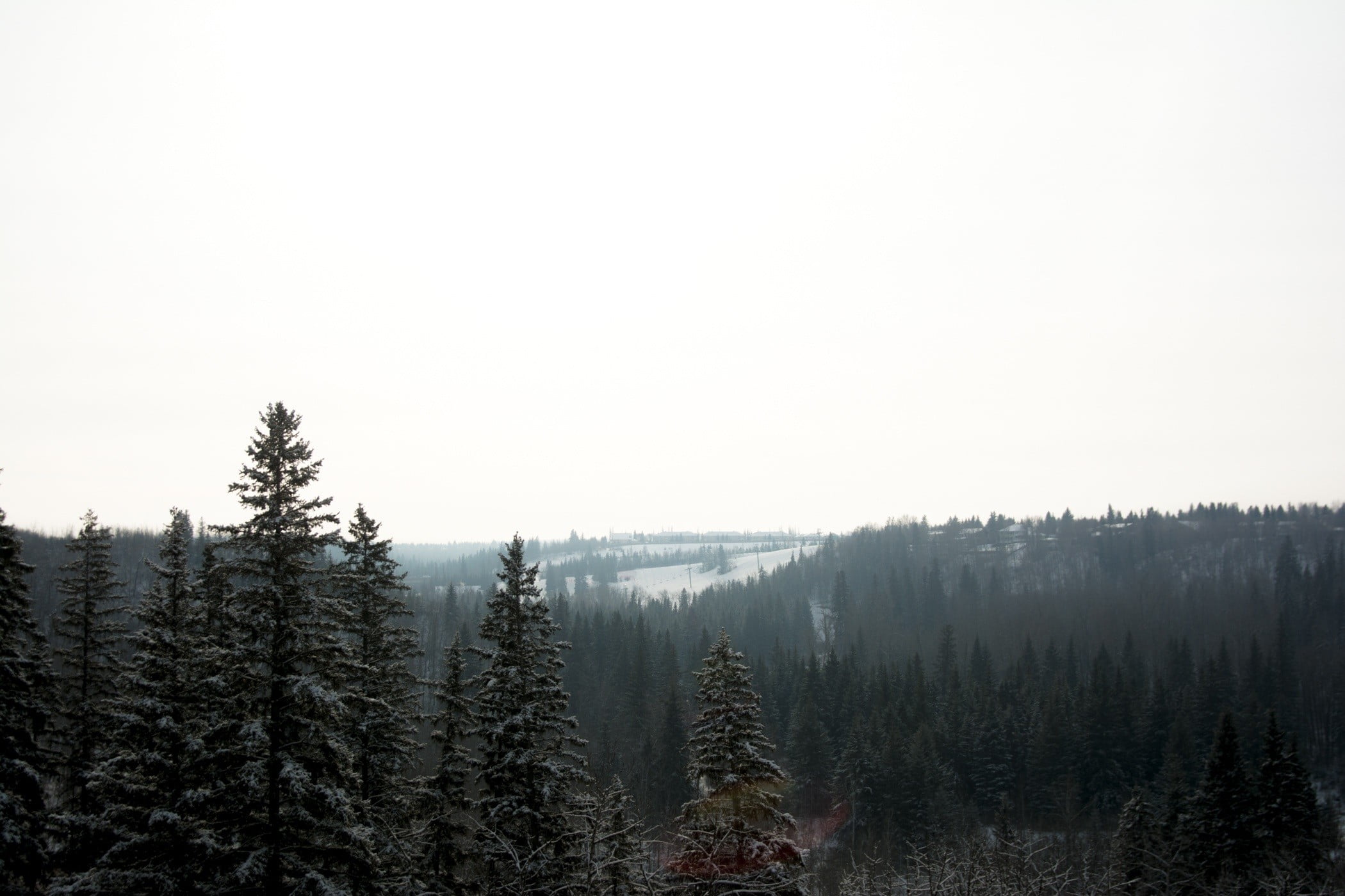 cold temperature, landscape, trees, 1080P, winter, land, nature, foggy, pine, plant, environment, mist, tranquil scene, day, no people, pine tree, sky, HD Wallpaper