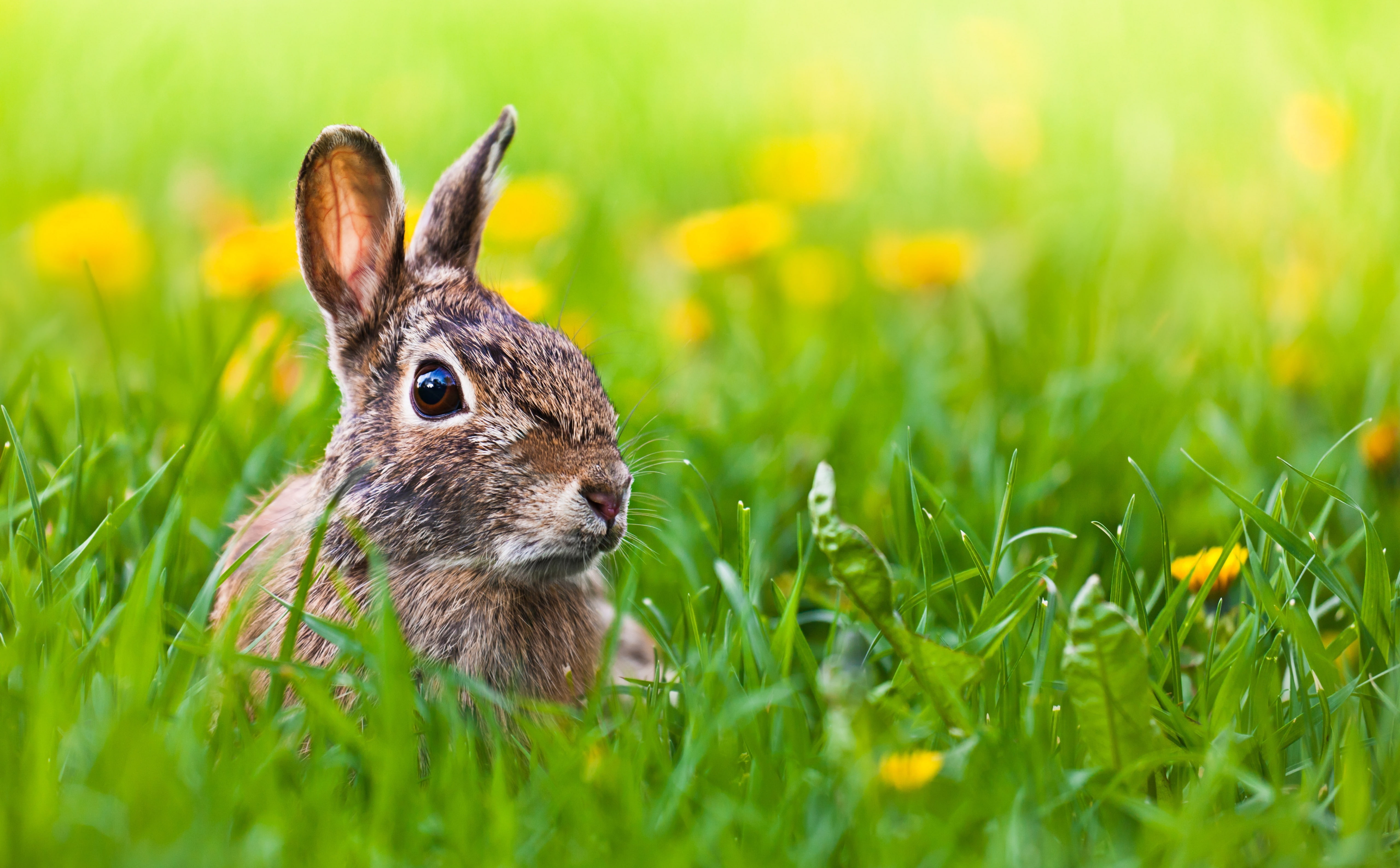 mammal, animal wildlife, Ears, flower, selective focus, springtime, nature, 5K, plant, flowering plant, Rabbit, Easter, land, Backyard, meadow, animal ear, HD Wallpaper
