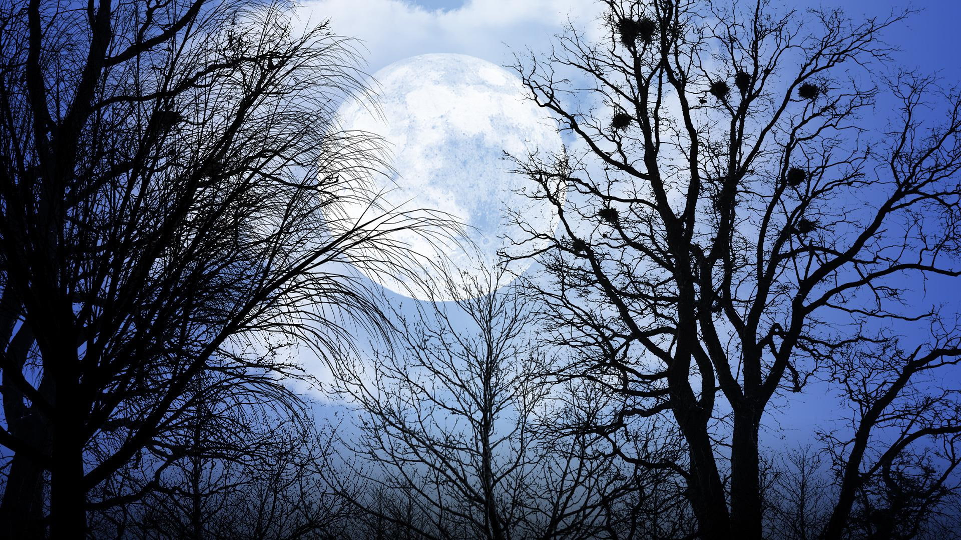 leafless, moon, 1920x1080, 1080P, big, white, tree, black, forest, night, nature, HD Wallpaper