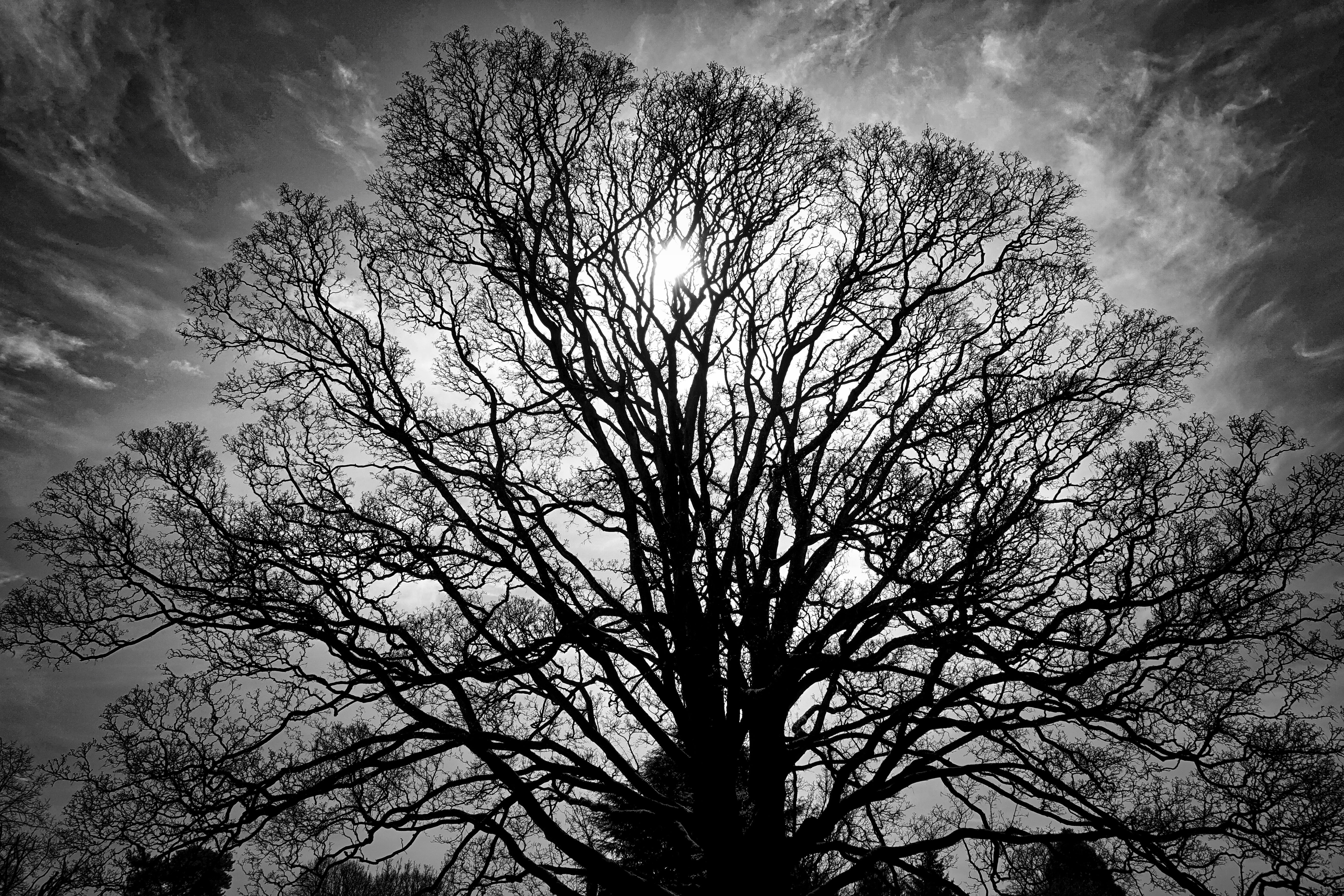 leafless, tree trunk, white, trunk, day, low angle view, growth, branch, no people, silhouette, non-urban scene, black, photo, plant, tranquility, sky, HD Wallpaper