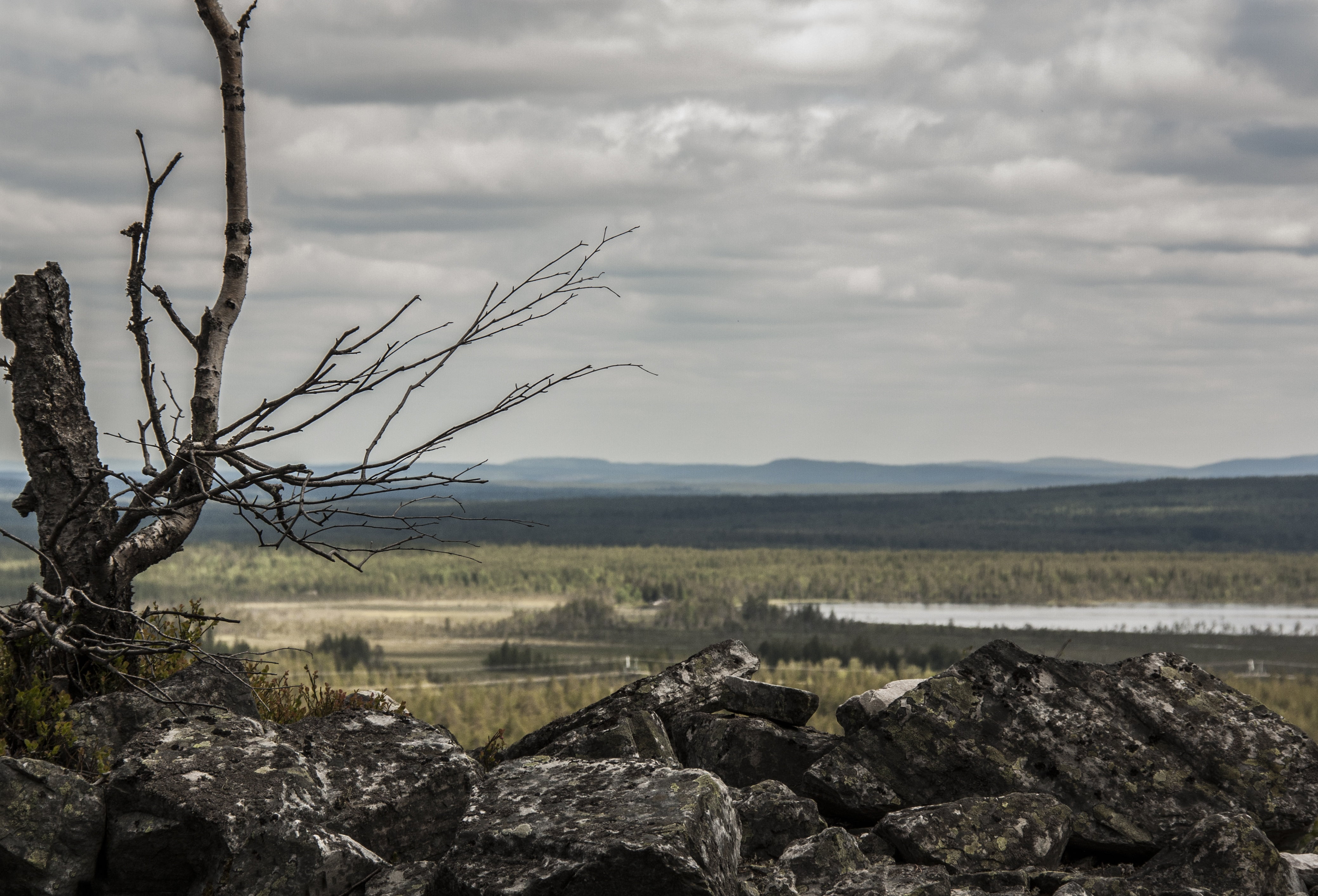 4K, wood, day, environment, lapland, beauty In Nature, autumn, rock - object, wilderness Area, extreme Terrain, bare tree, landscape, tree, non-Urban Scene, HD Wallpaper