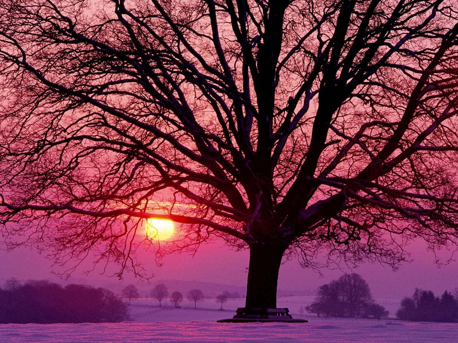 park - Man Made Space, famous Place, scenics, winter, scenics - nature, shops, beauty In Nature, snow, forest, silhouette, decline, back Lit, leafless, HD Wallpaper