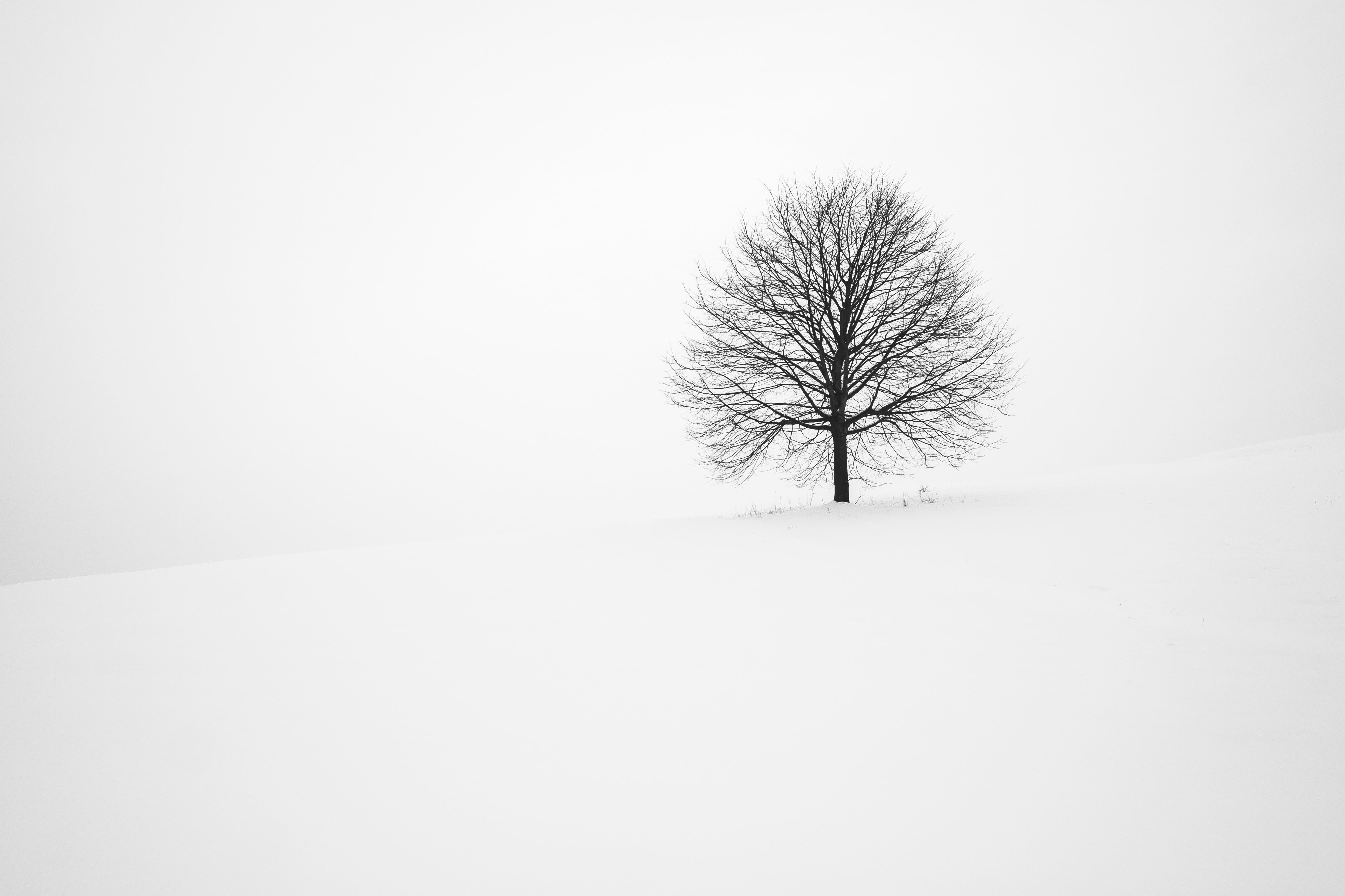 bare tree, bw, branch, minimalism, tranquility, isolated, snow, tranquil scene, plant, tree, 4K, environment, beauty in nature, white color, solitude, HD Wallpaper