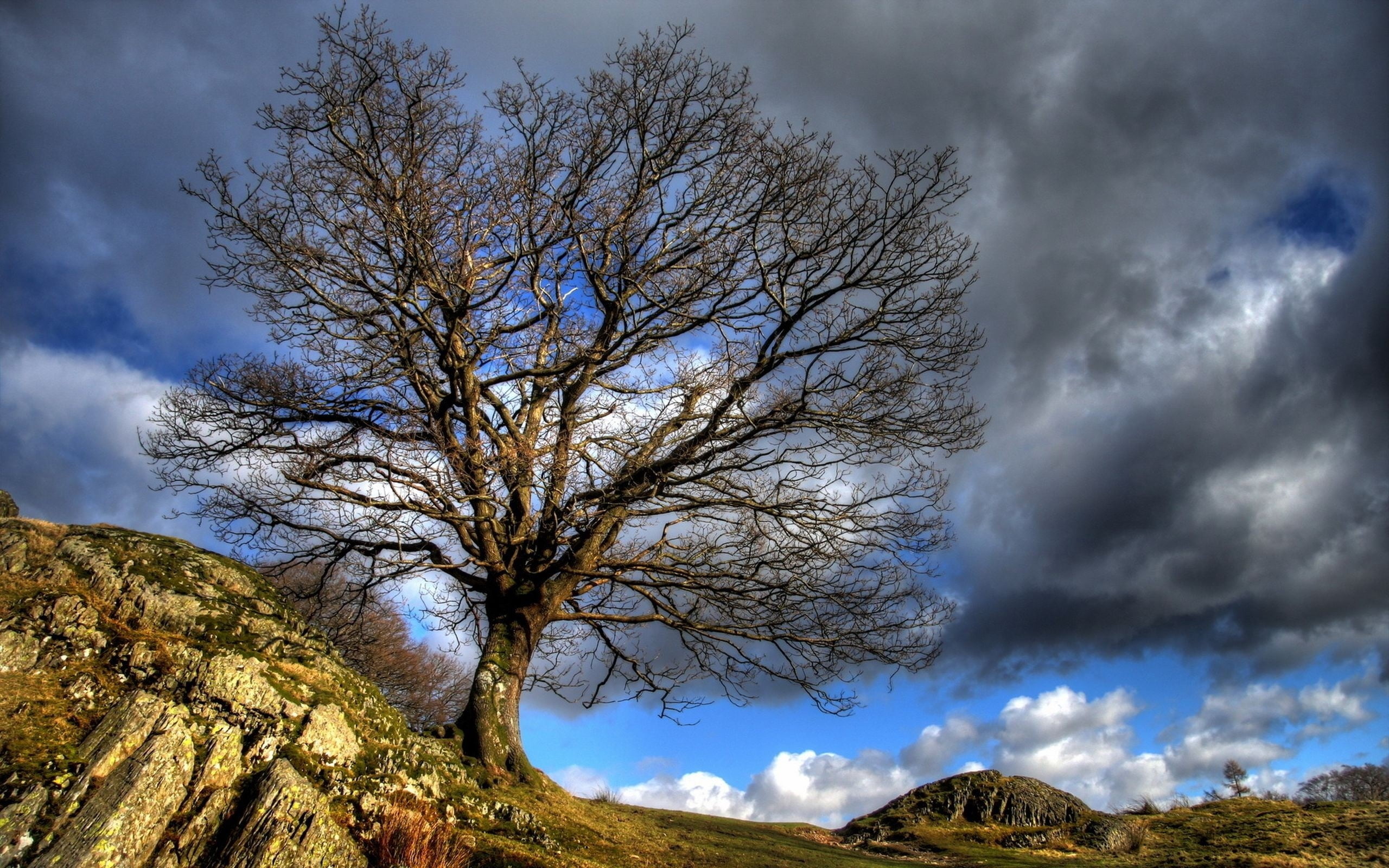 blue, non-Urban Scene, light, sunlight, tranquility, sky, backgrounds, dramatic Sky, cloud - Sky, branch, 2K, environment, tranquil scene, nature, grass, HD Wallpaper