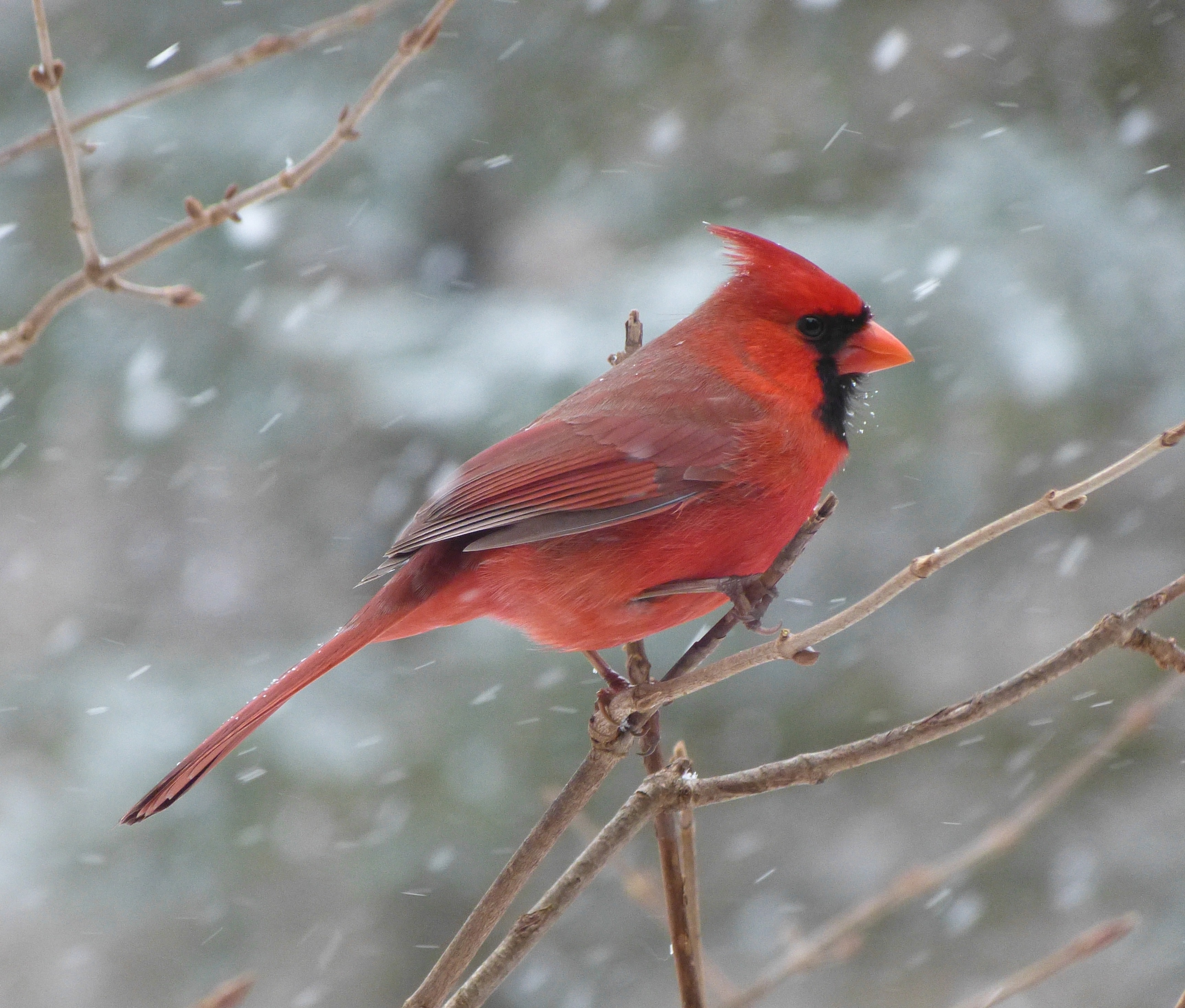 day, snow, tree, 2K, leafless, focus on foreground, snowing, outdoors, animal themes, animals in the wild, red, cardinal, winter mood, animal wildlife, HD Wallpaper