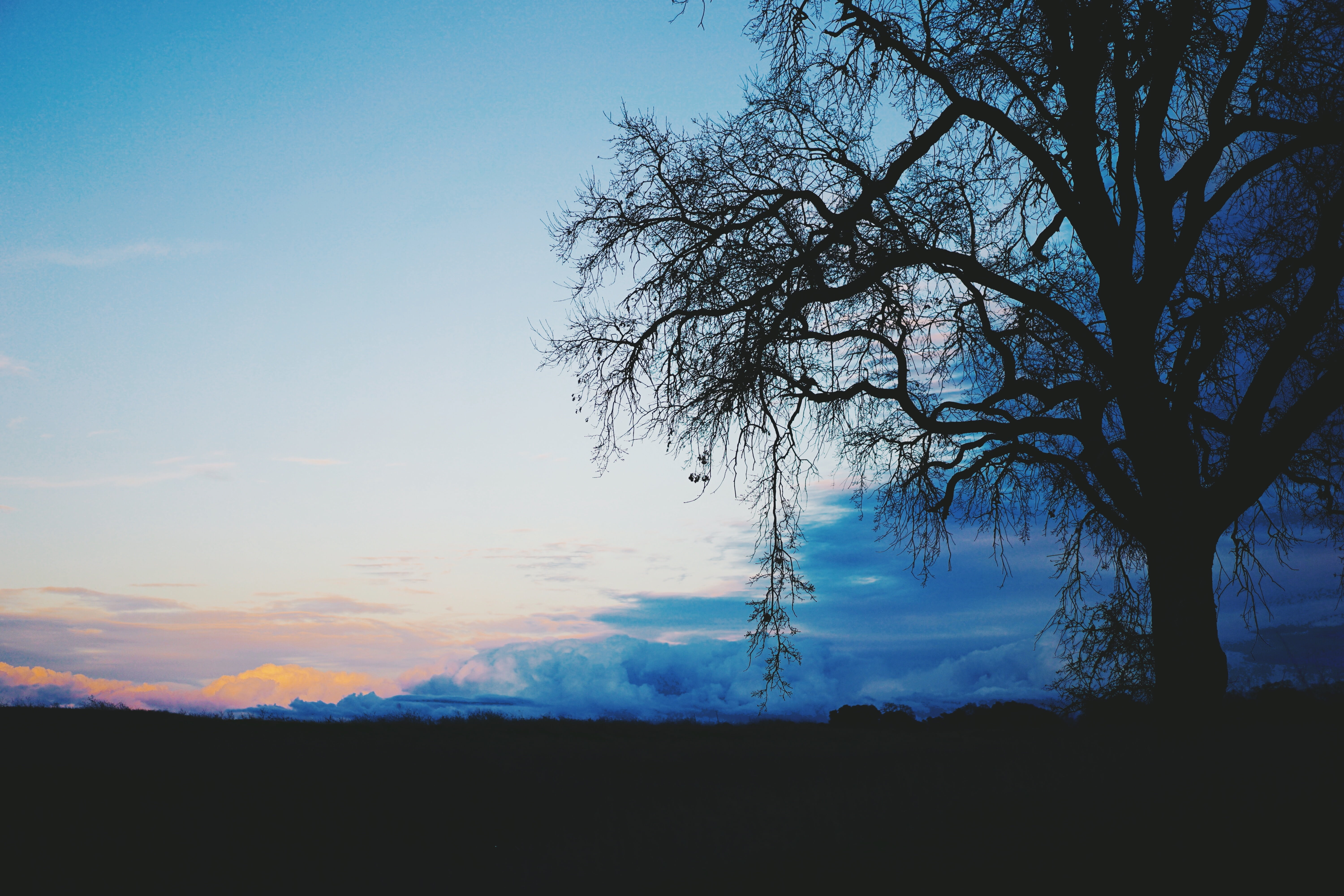 scenics - nature, environment, plant, no people, branch, sky, land, silhouette, idyllic, shadow, blue, horizon, tranquility, dark, black, landscape, outdoors, HD Wallpaper