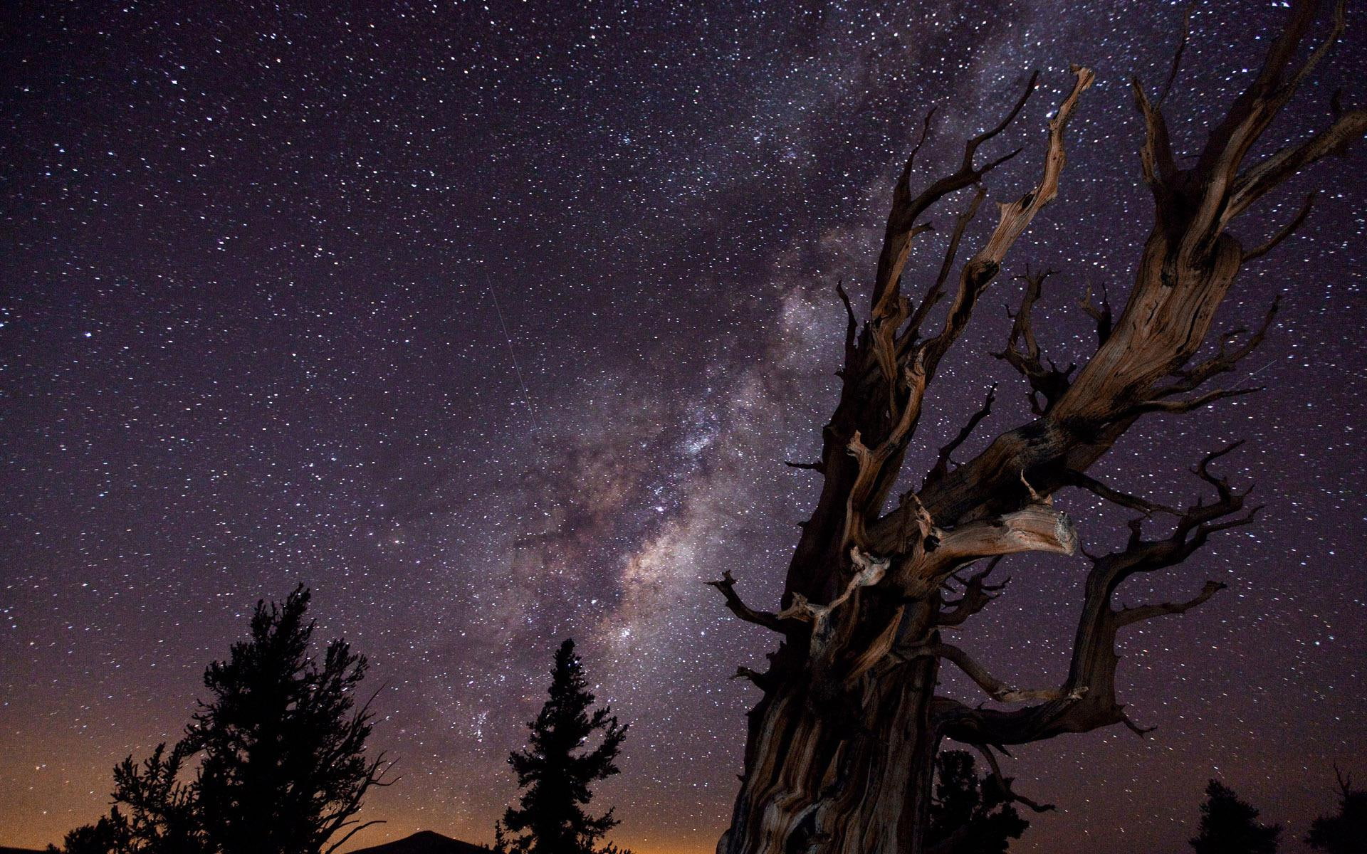 1920x1200, sky, photography, tree, 1080P, star, trees, starry, leafless, HD Wallpaper