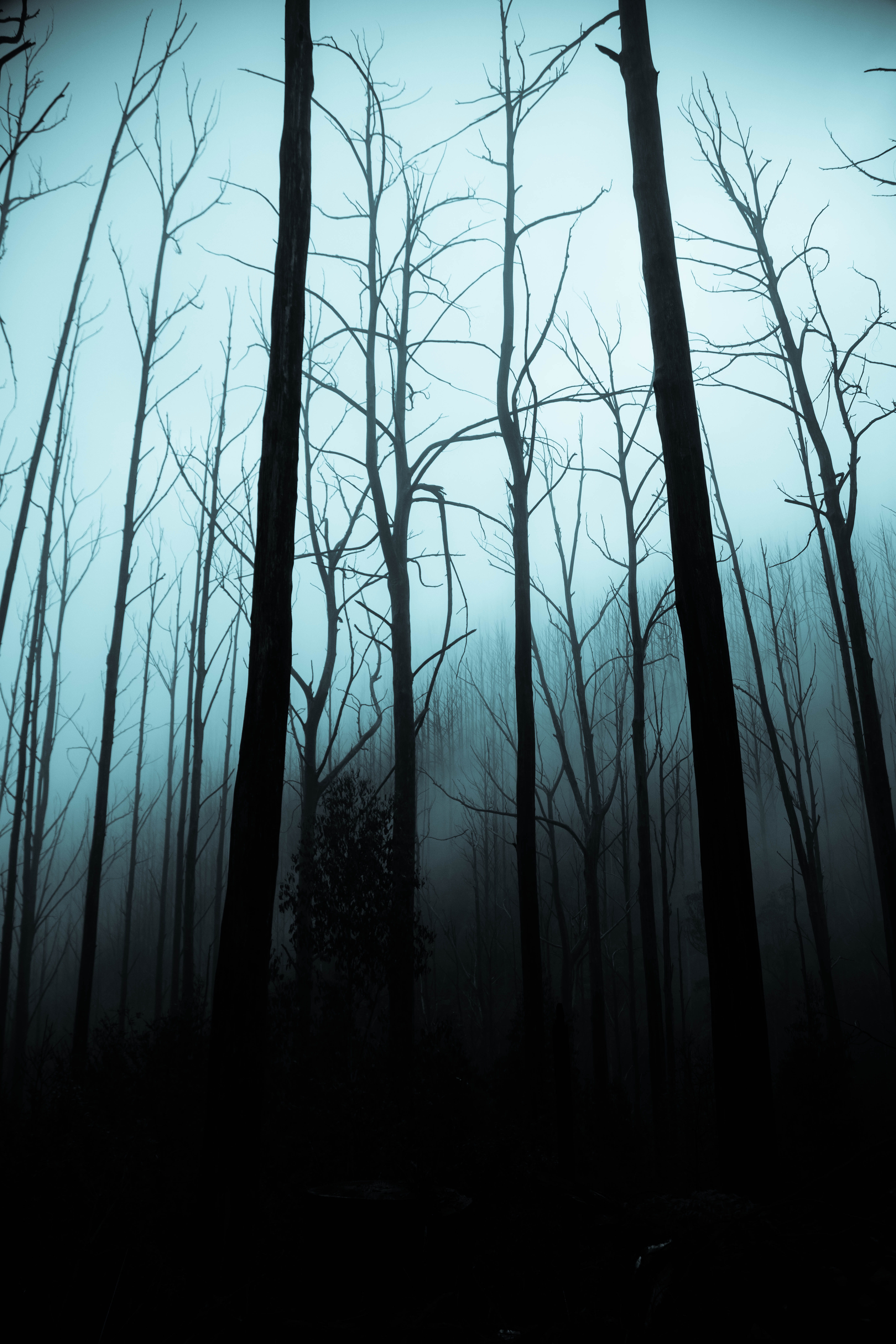 illustration, plant, forest, 8K, sky, bare, fog, dark, non-urban scene, tranquility, scenics - nature, land, growth, tranquil scene, woodland, trees, tree trunk, Phone HD Wallpaper
