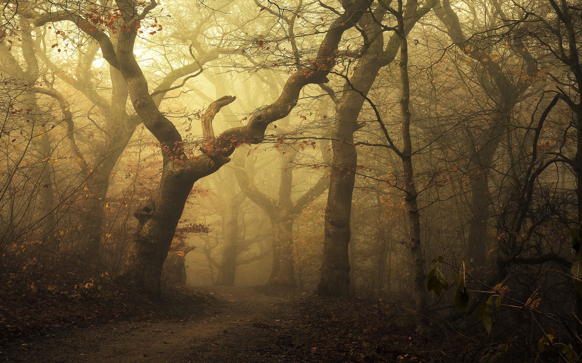 morning, 1080P, leaves, forest, fall, brown, mist, nature, trees, path, landscape, sunlight, leafless, HD Wallpaper