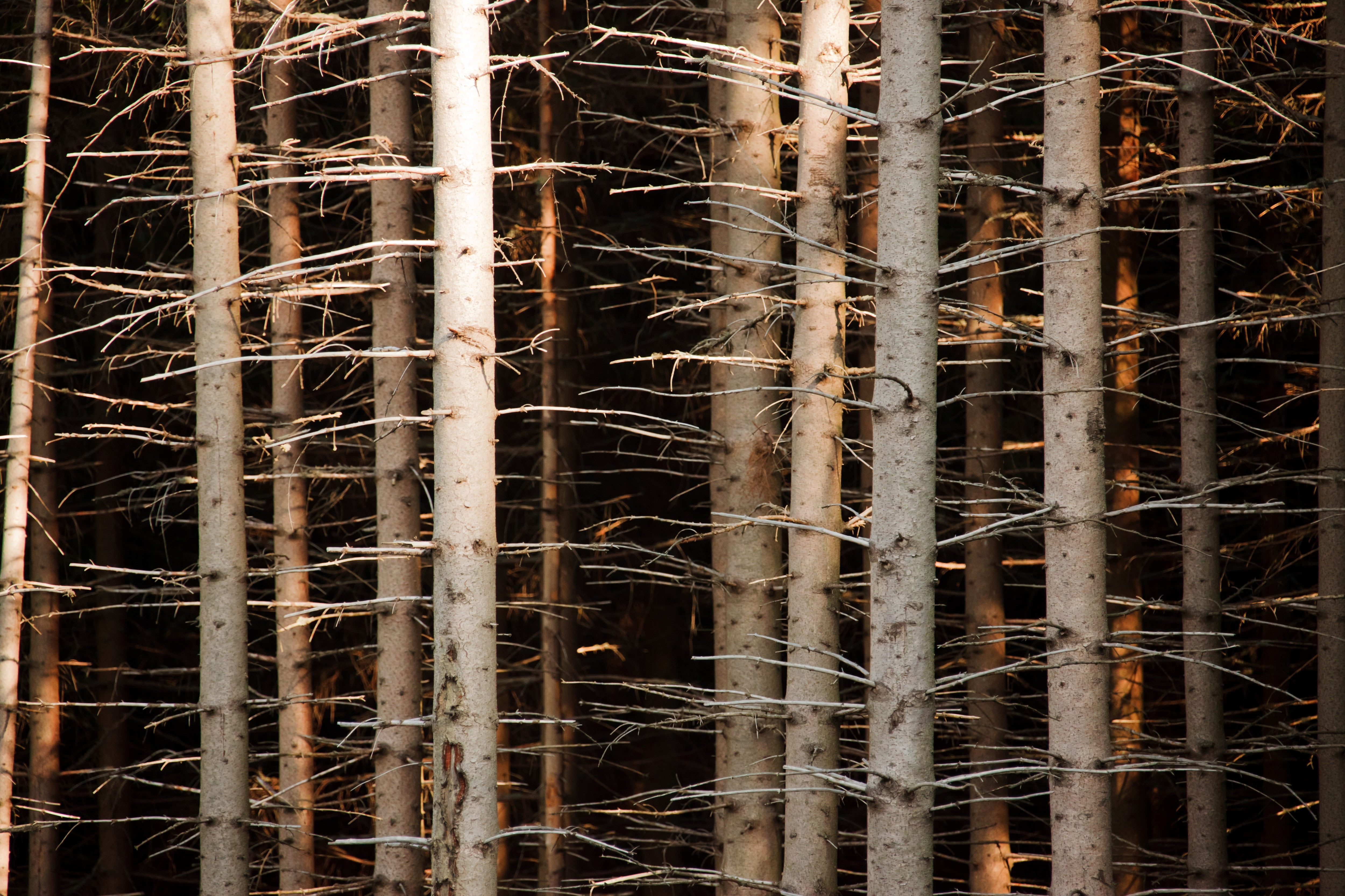 construction industry, trees, close-up, plant, nature, trunks, wood, abstract, growth, forest, beauty in nature, sunlight, bamboo - plant, dark, dry, photo, HD Wallpaper