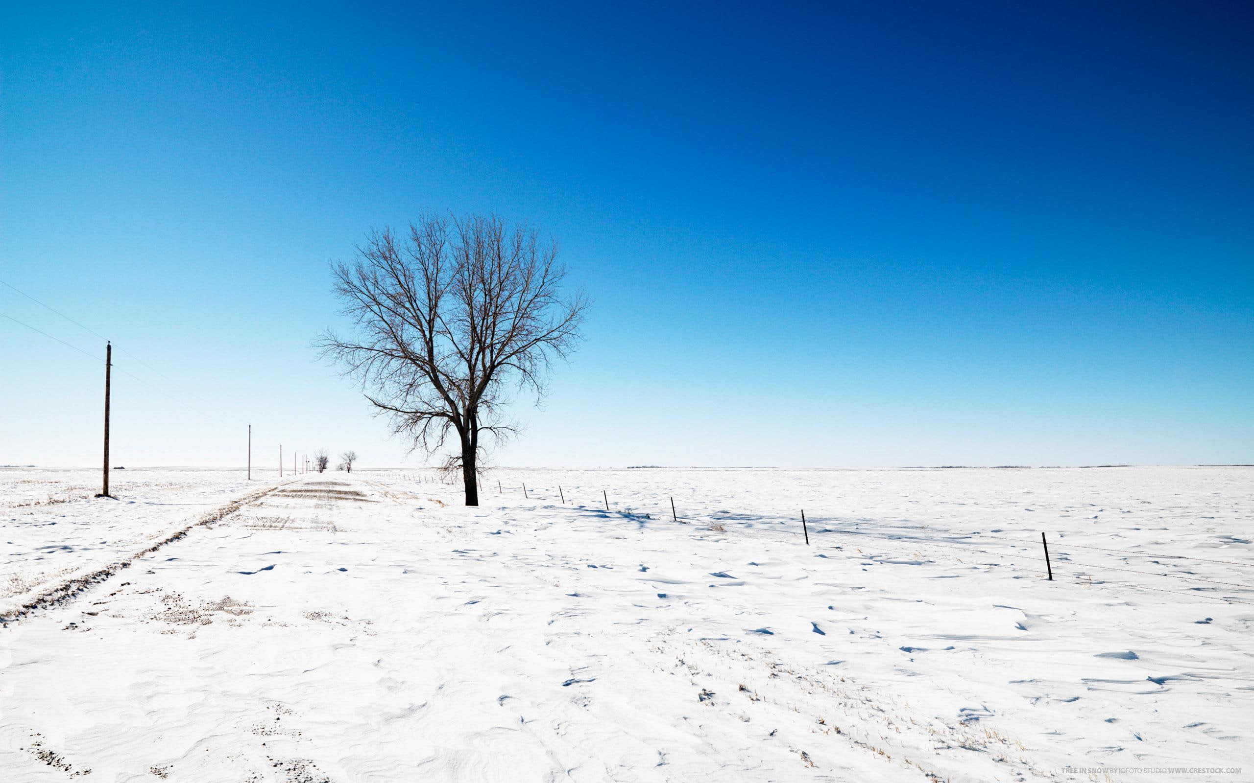 tree, nature and landscape, snow, 2K, leafless, alone, HD Wallpaper