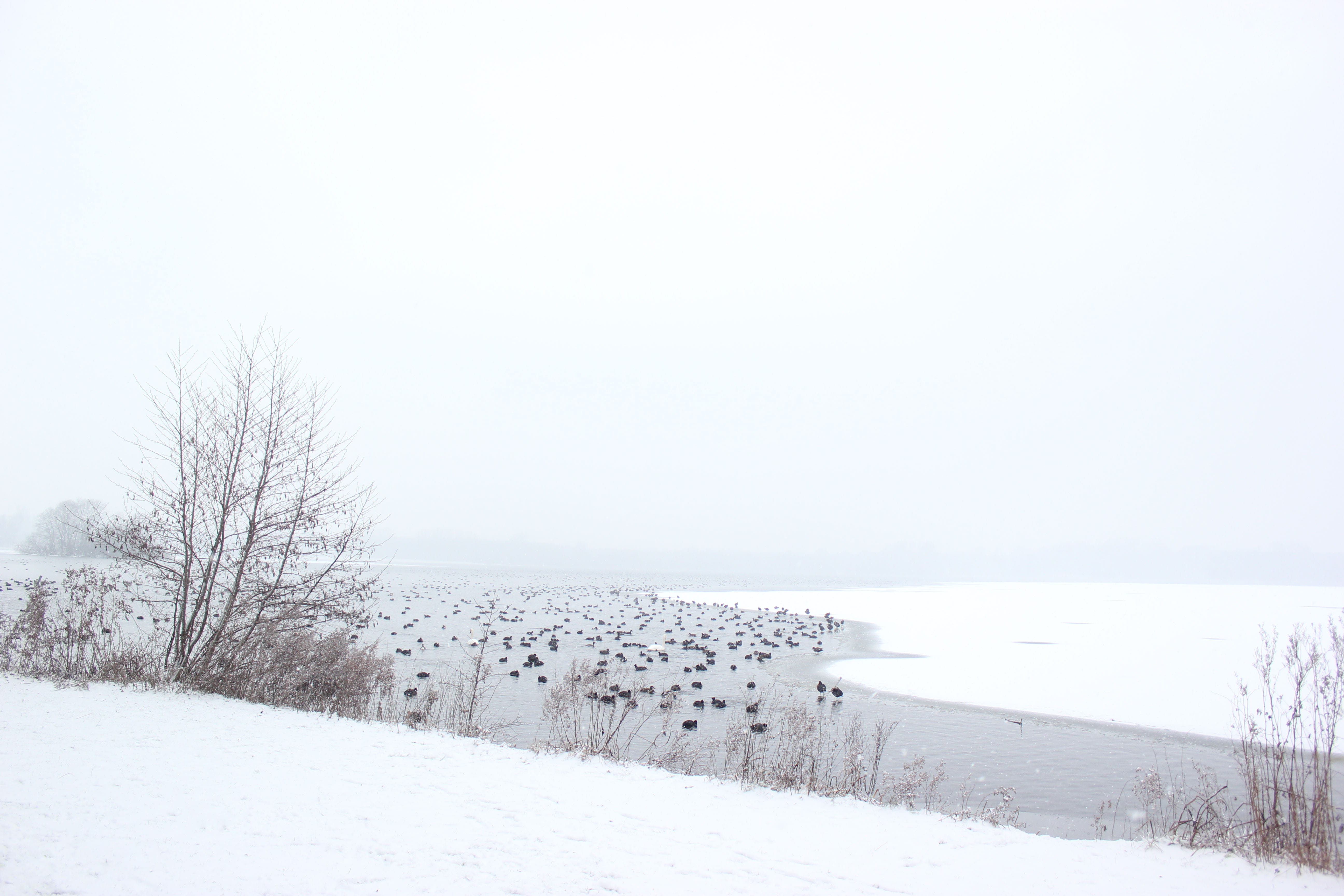 day, blizzard, kralingse plas, kralingsebos, no people, winter, snowing, beauty in nature, landscape, visite holland, field, city park, i love rotterdam, HD Wallpaper