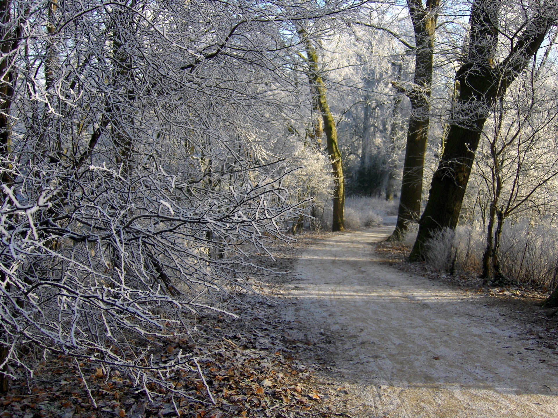 weather, road, beauty In Nature, woodland, growth, netherlands, landscape, single Lane Road, street, leafless, land, direction, footpath, winter, frost, HD Wallpaper