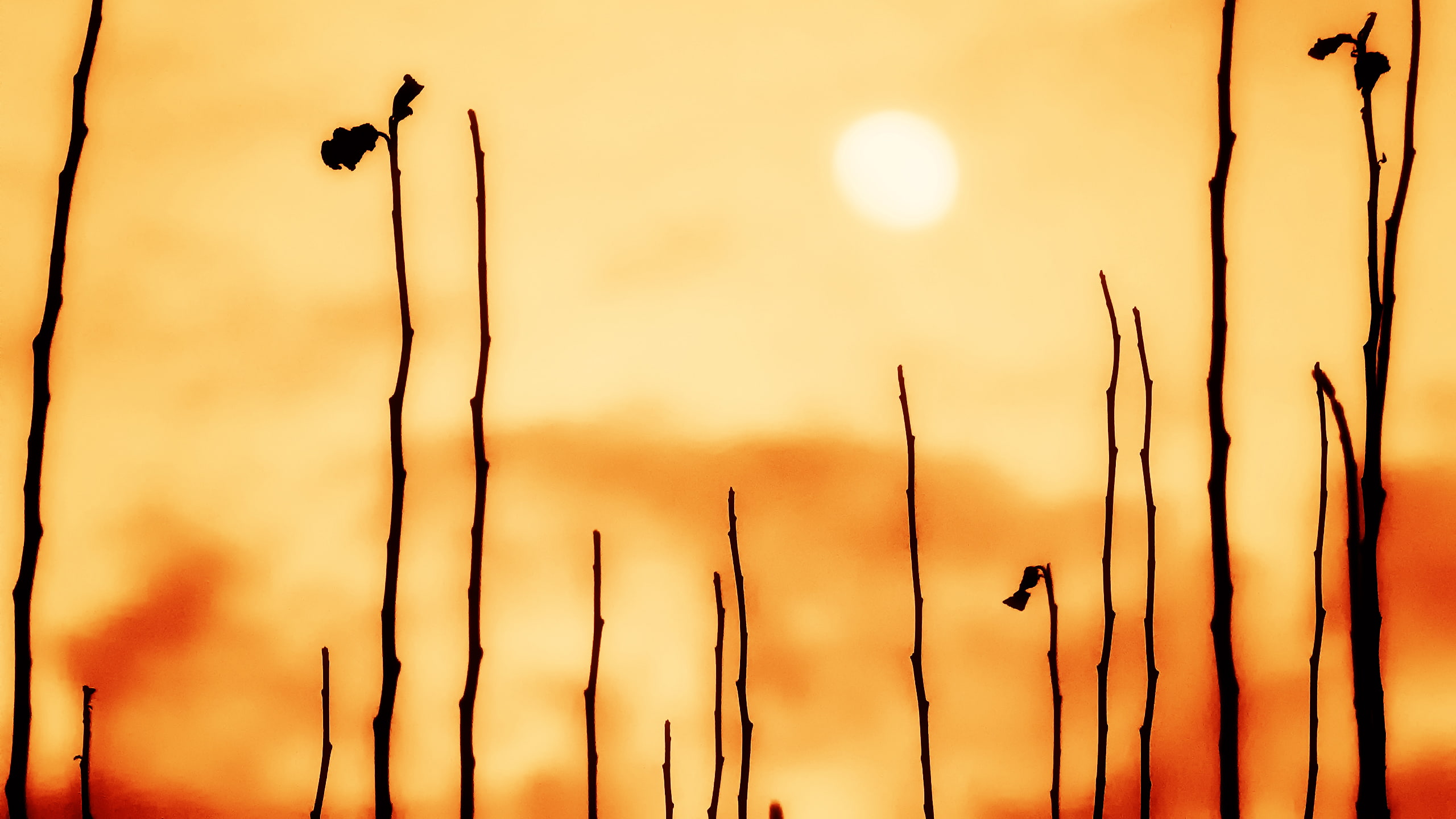 nature, sun, plants, plant, hd, orange, 2K, leafless, HD Wallpaper