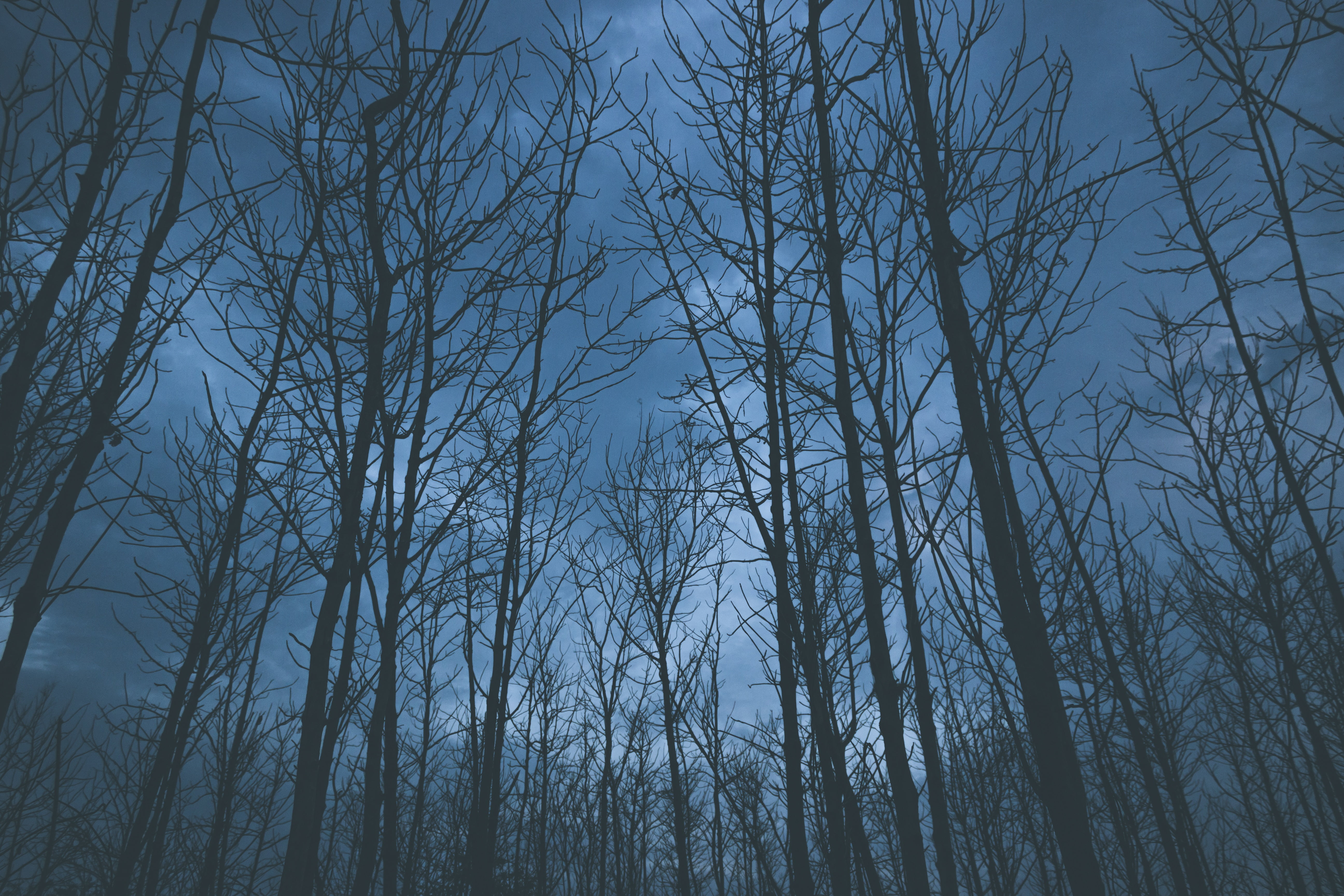 land, silhouette, blue, woodland, light - Natural Phenomenon, tree canopy, tree Trunk, nature, scenics, dark, trunk, low angle view, forest, non-urban scene, HD Wallpaper