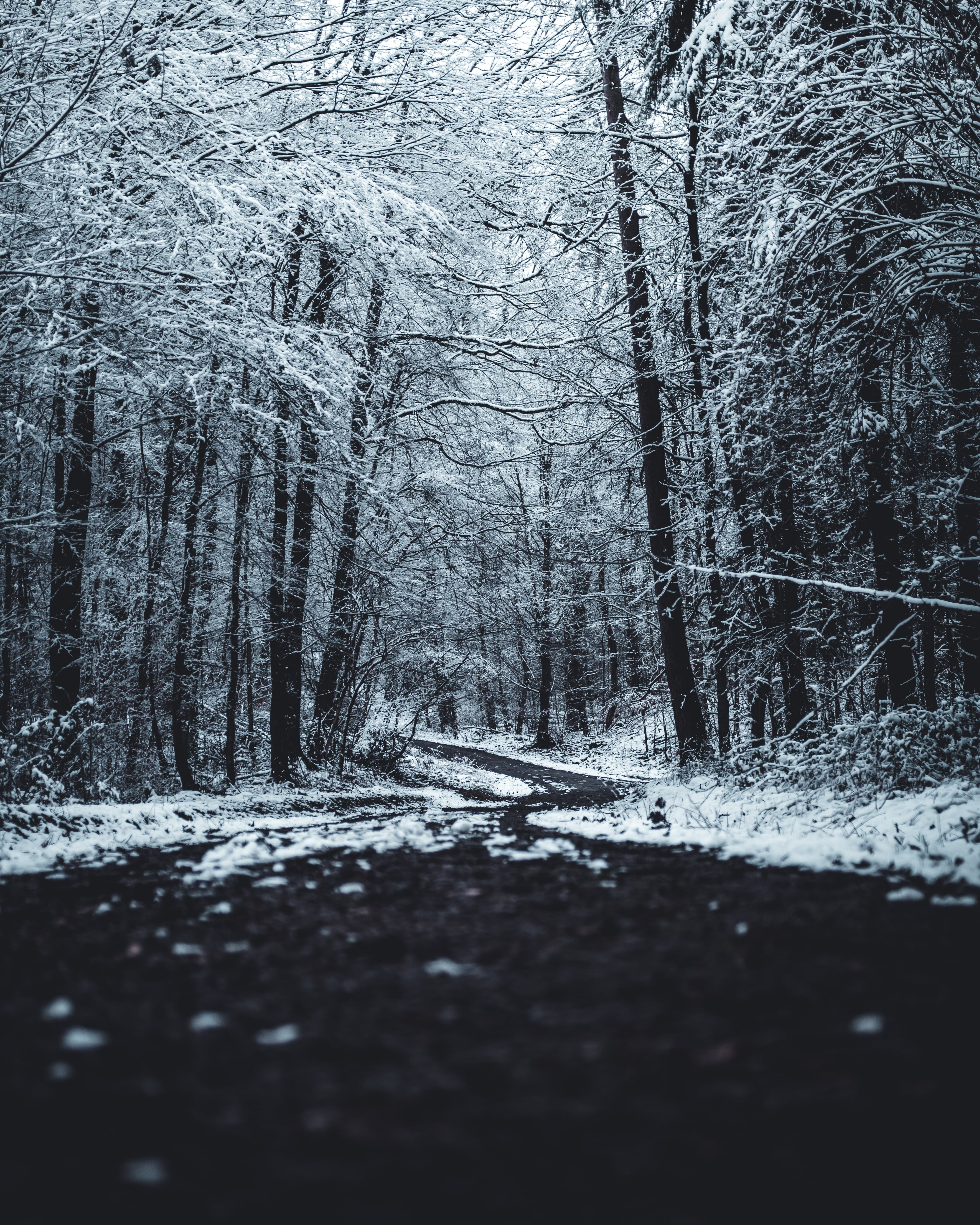 nature, direction, land, cold temperature, plant, tranquility, diminishing perspective, leafless, trees, day, road, the way forward, surface level, non-urban scene, Phone HD Wallpaper