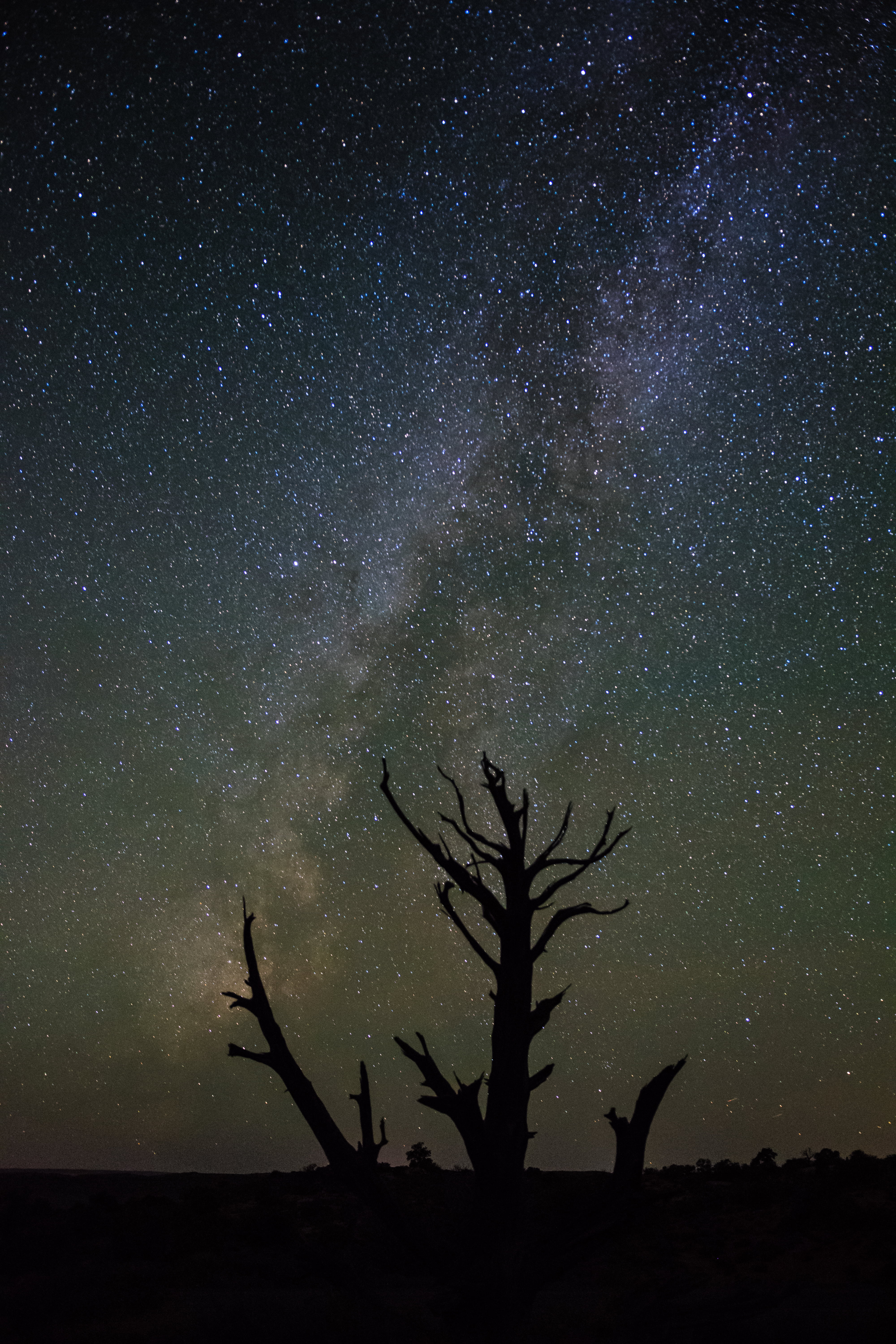 tranquility, tranquil scene, starry sky, night, plant, sky, nature, space and astronomy, milky way, leafless, space, science, astronomy, silhouette, galaxy, Phone HD Wallpaper