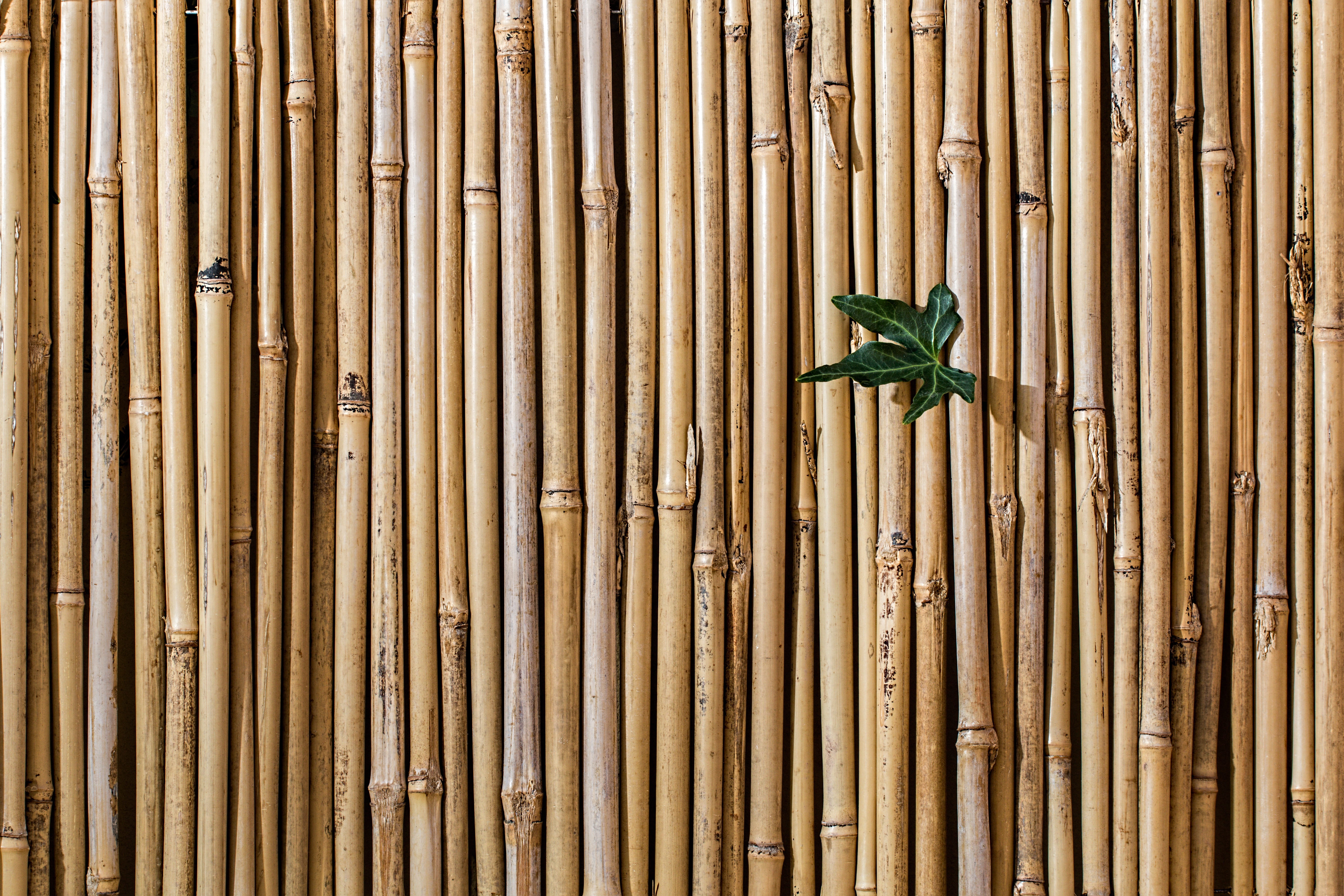 decorative, bamboo - material, green leaf, growth, green color, screen fence, close-up, palm leaf, decoration, straight, bamboos, boundary, fence, day, HD Wallpaper