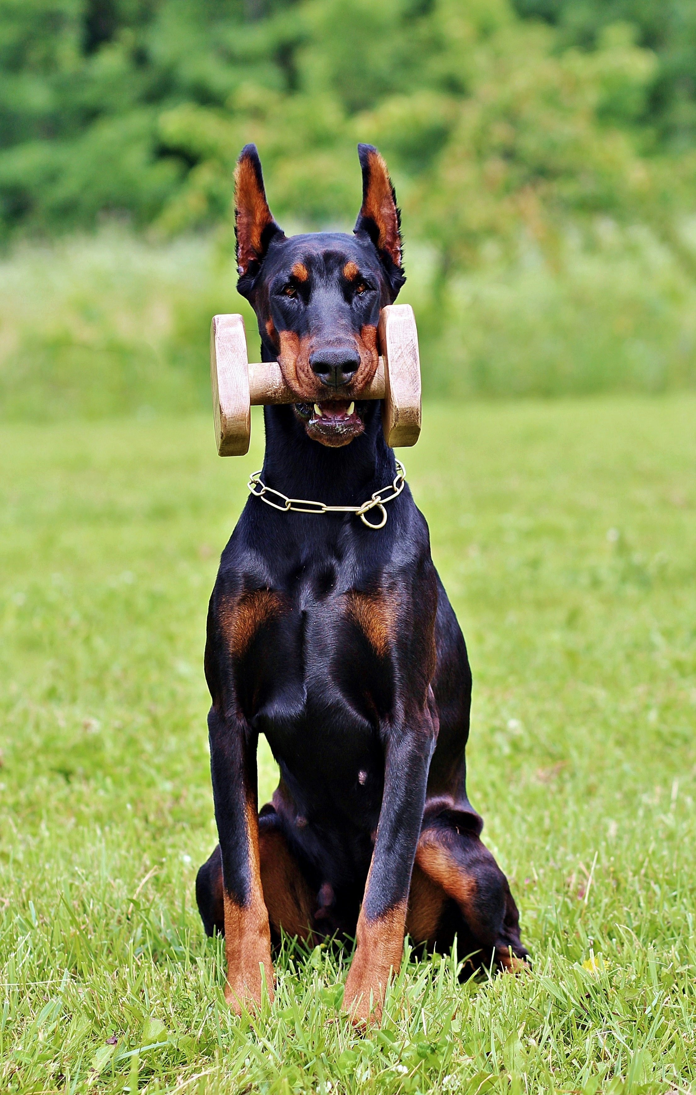 2K, one animal, mammal, black color, dog, smart, vertebrate, pets, grass, focus on foreground, sitting, day, doberman, plant, green color, field, domestic, Phone HD Wallpaper