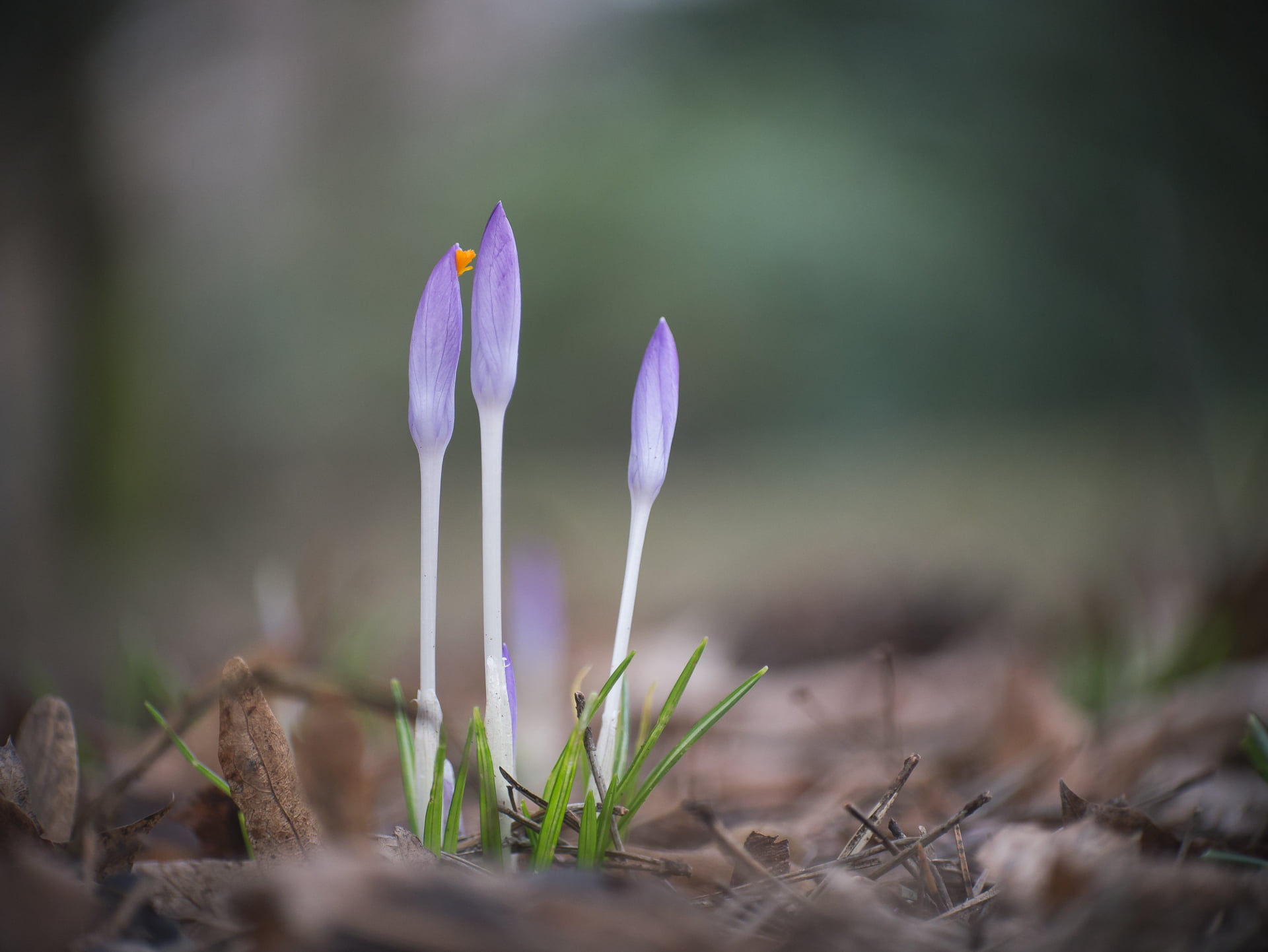 Crocus, growth, F2.7, available light, season, bokeh, Micro 4/3, Lumix, lens, Panasonic, purple, flower, M43, adapted, Anastigmat, dof, Kodak, Peach, plant, HD Wallpaper
