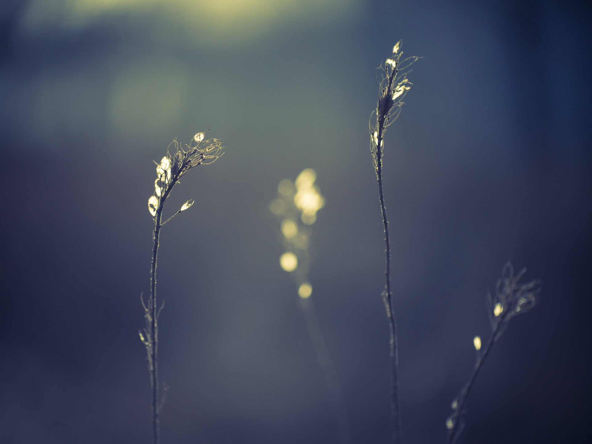 nature, flower, back light, vintage, manual focus, Cine, Micro 4/3, lantern, lens, plant, Anastigmat, Lumix, Panasonic, Kodak, M43, meadow, MFT, macro shot, HD Wallpaper