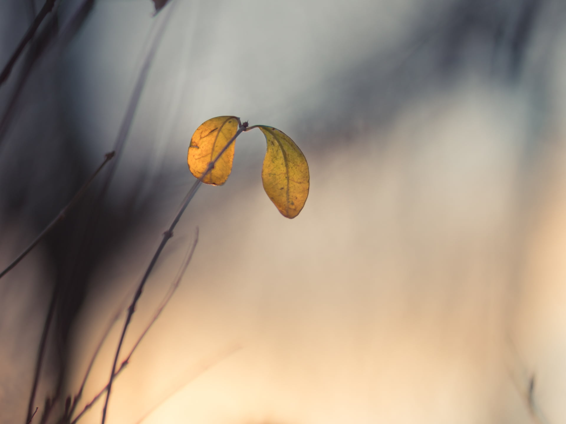 plant, Peach, nature, leaves, golden, available light, Panasonic, Samyang, MFT, dof, shallow, Lumix, F1.4, focus, shallow focus, leaf, evening light, Park, HD Wallpaper