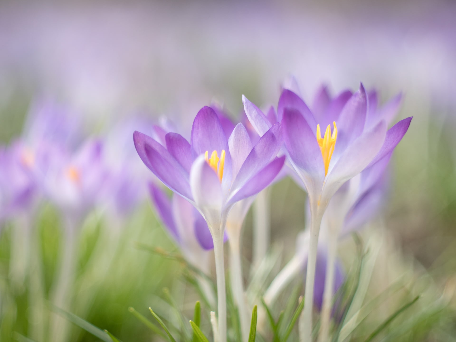 lens, photography, flower, tiltshift, plant, purpe, manual focus, M43, season, croci, summer, petal, available light, close up, crocus, vintage, pink Color, HD Wallpaper
