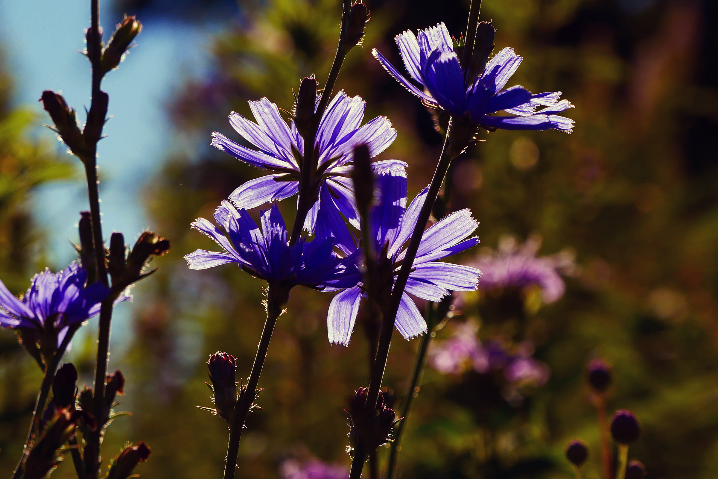 day, altogether, petal, freshness, purple flower, france, cichorium intybus, caffeine, light purple, flower, roots, botany, stretch, beauty in nature, short, HD Wallpaper